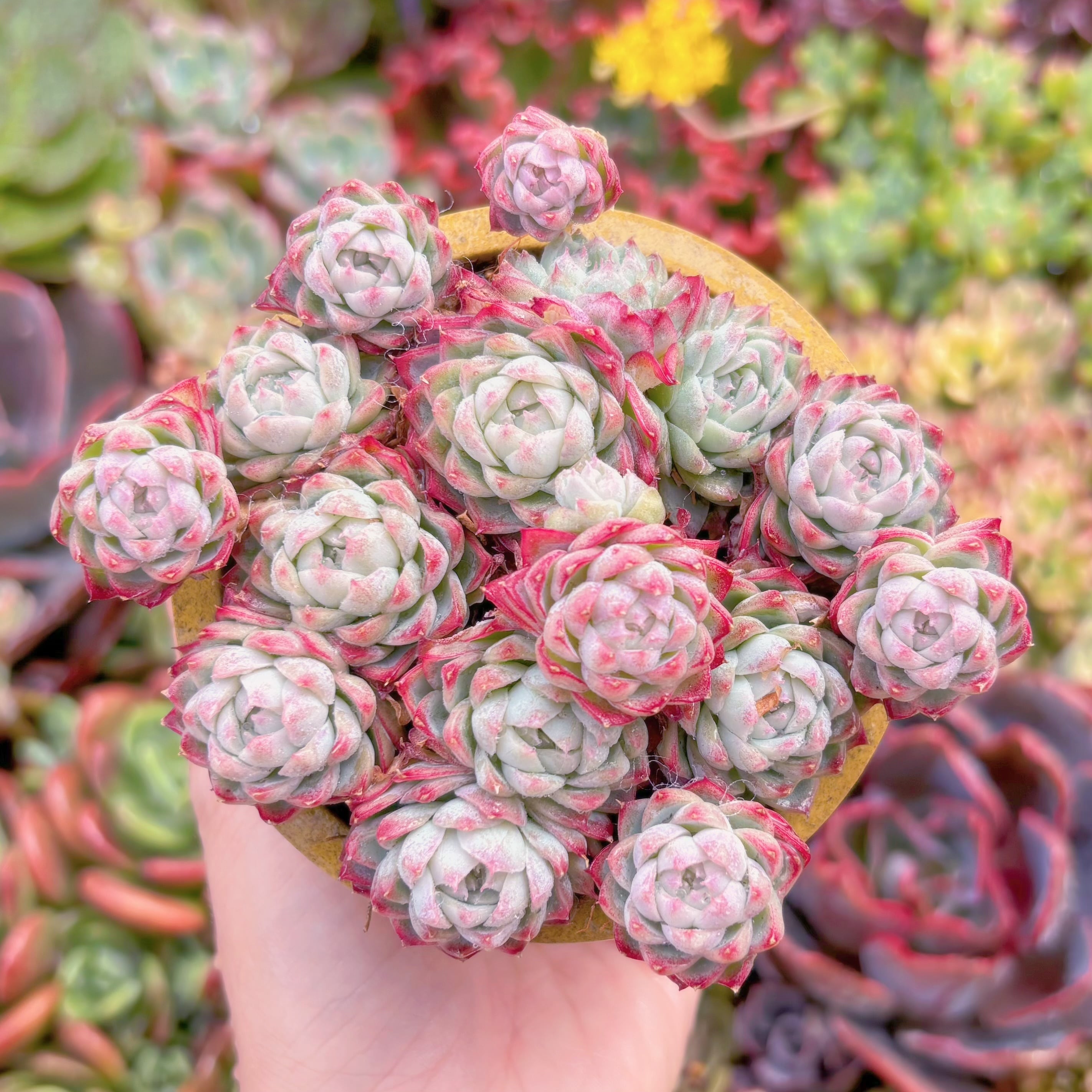 現品　女王花冠#867　群生　新入荷　るる農園