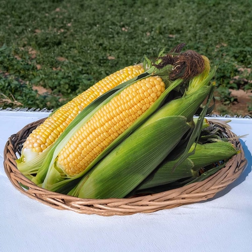 和田リライト:ニセコ産 朝採れスイートコーン(恵味)約3kg 【8月下旬発送】 生食可能なプレミアム品種 和田リライト:ニセコ産 朝採れスイートコーン(恵味)約3kg 【8月下旬発送】 生食可能なプレミアム品種