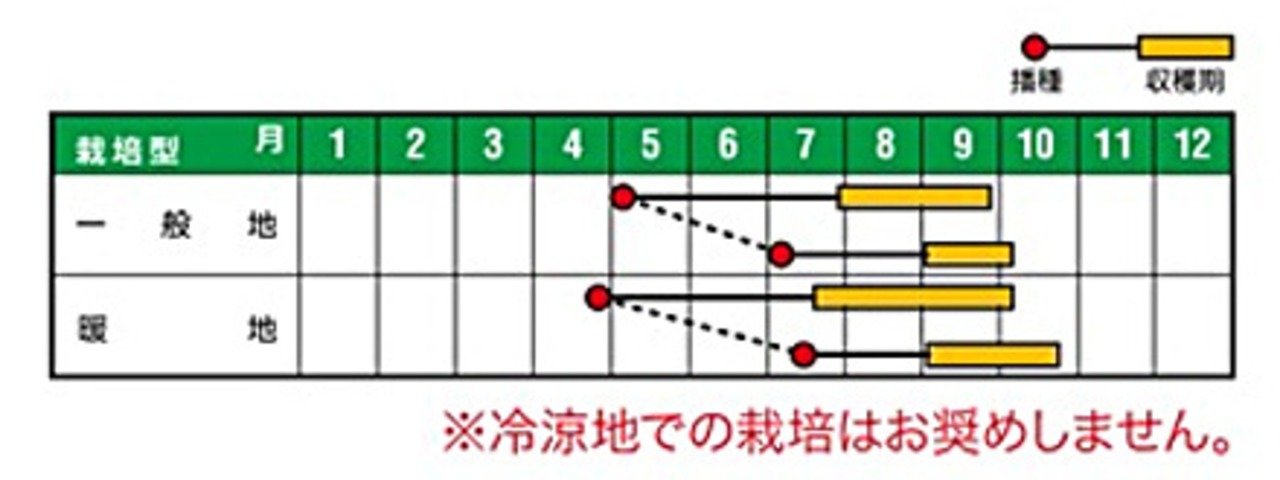 シカクマメ「わこさま」（1DL）・画像4