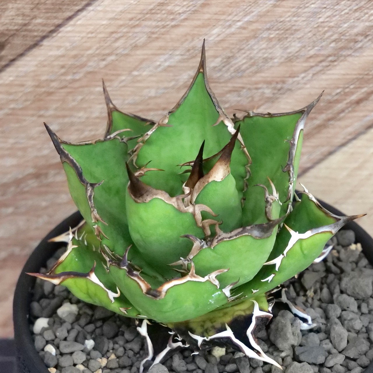 Agave Titanota FO-076  / 中株(3.5号鉢) / Lot.001