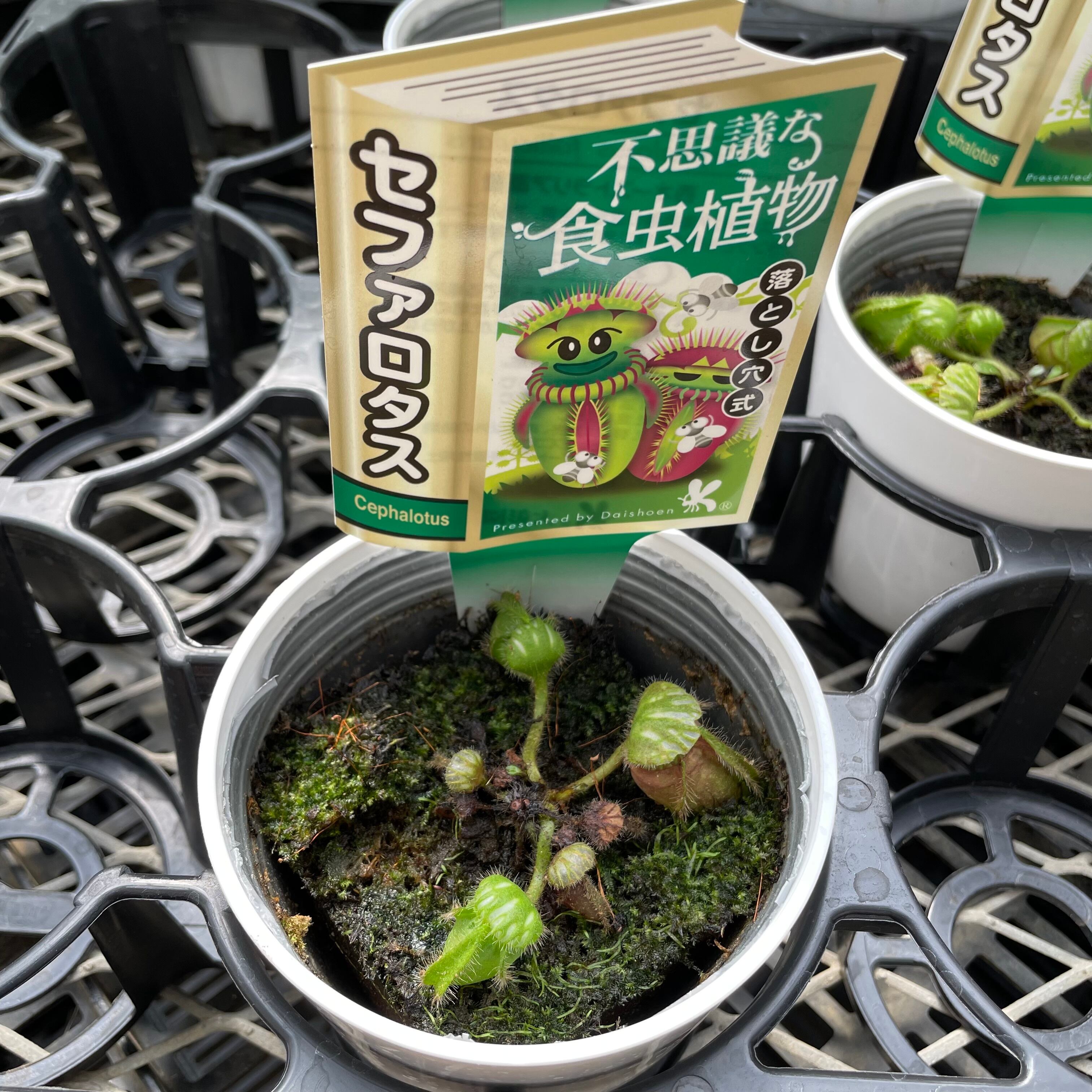 観葉植物 | クリハラガーデン