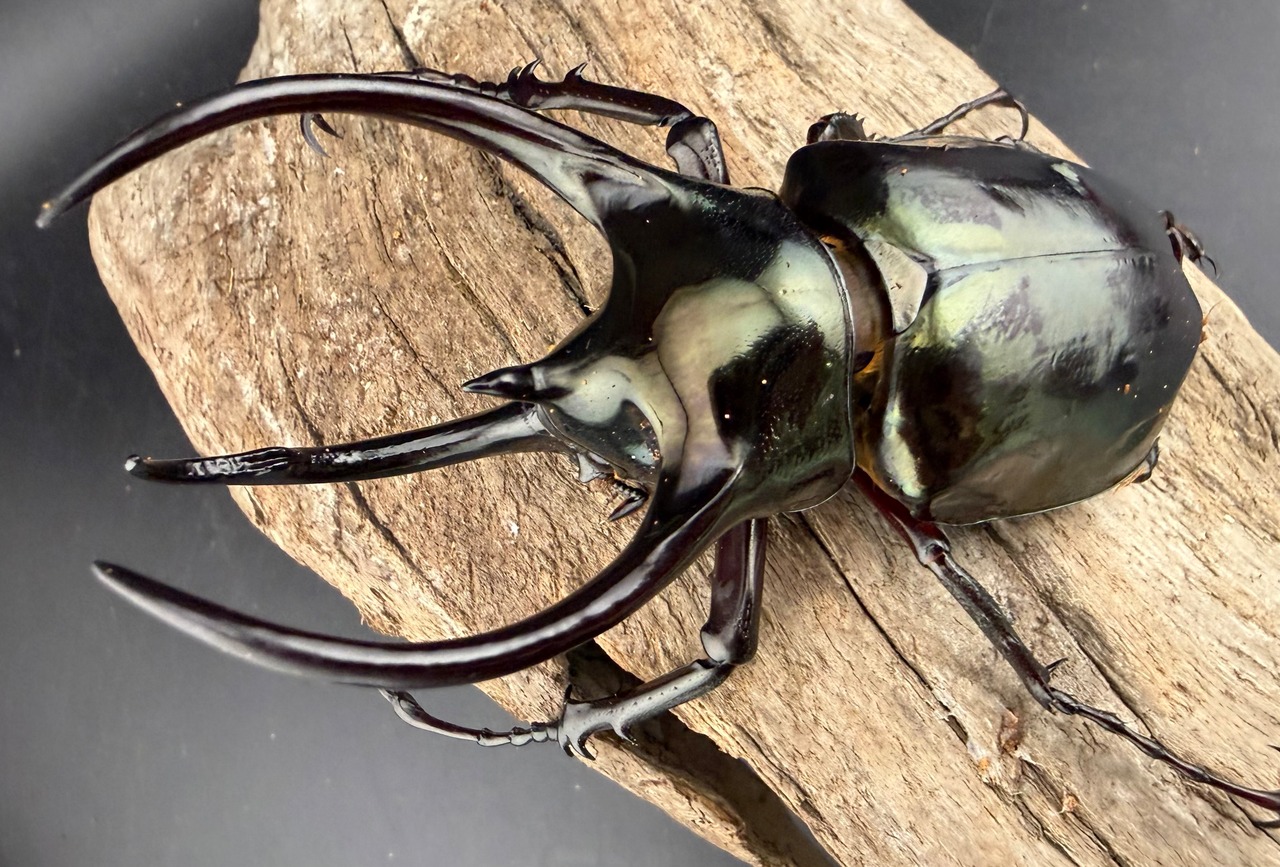 【WD】《ミンダナオアトラスオオカブト マラグサン産 94.5mm ペア》