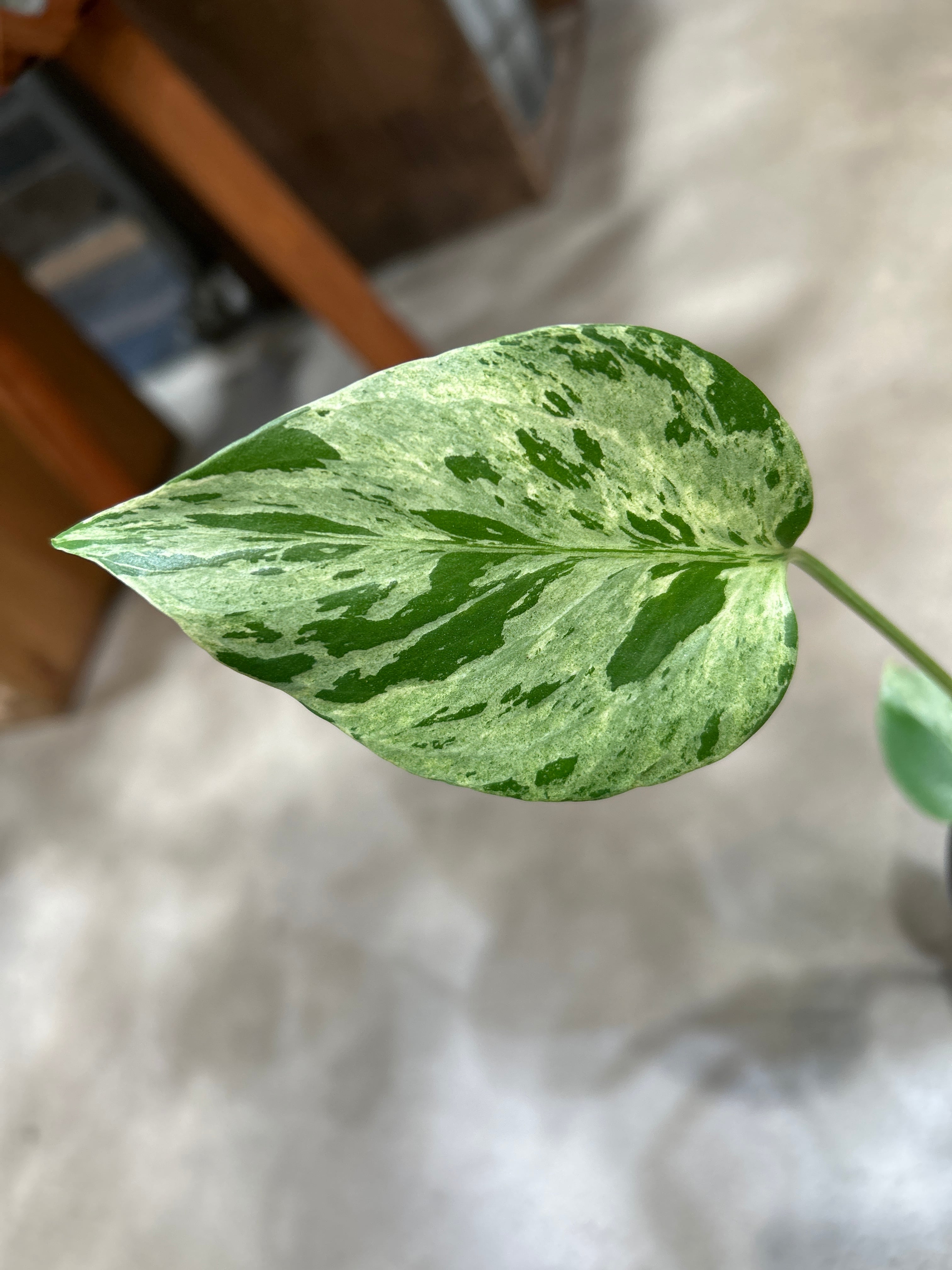 ホヤ カルノーサ スージーQ | MIDORIYA 観葉植物専門店