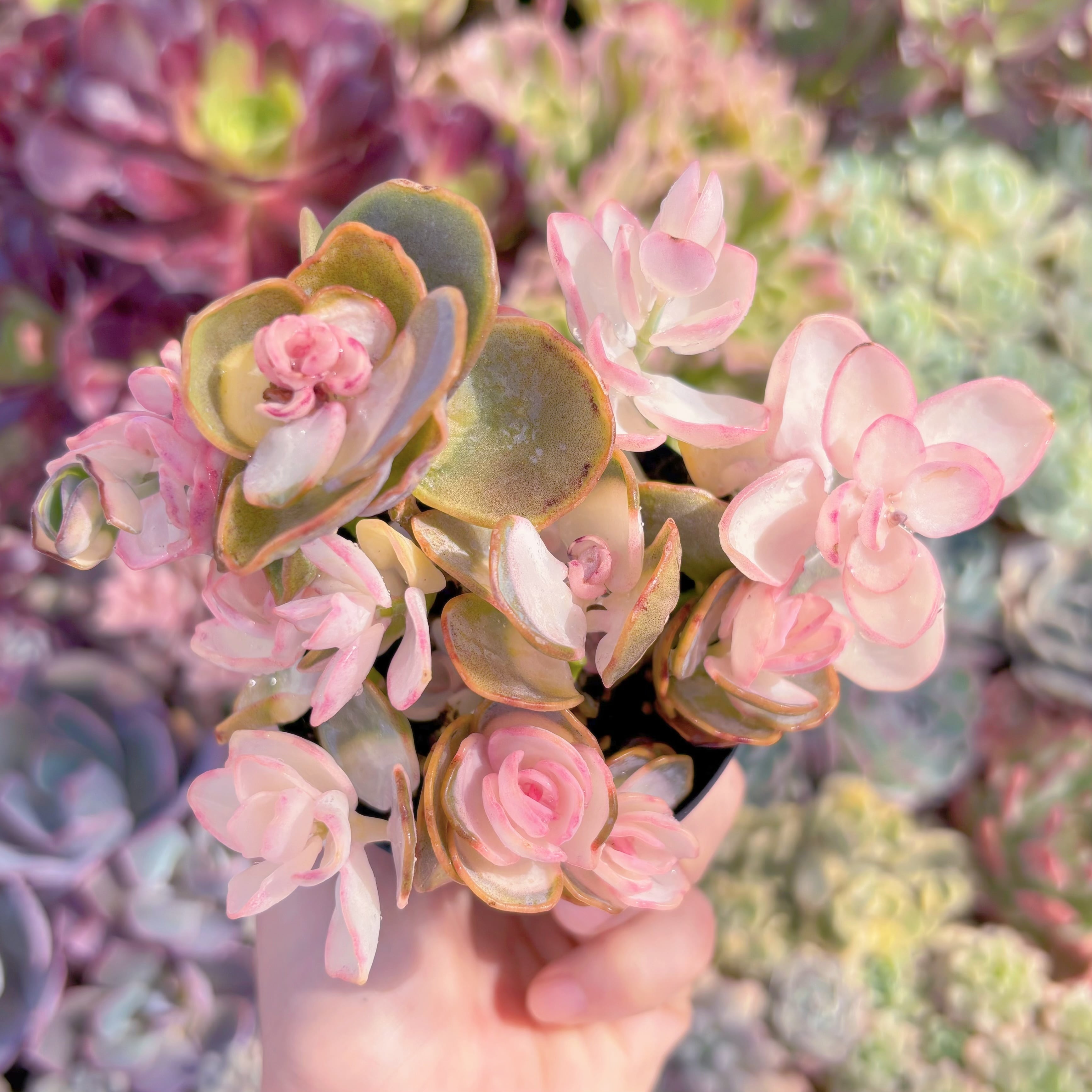 現品　白姬之舞錦#B09　るる農園