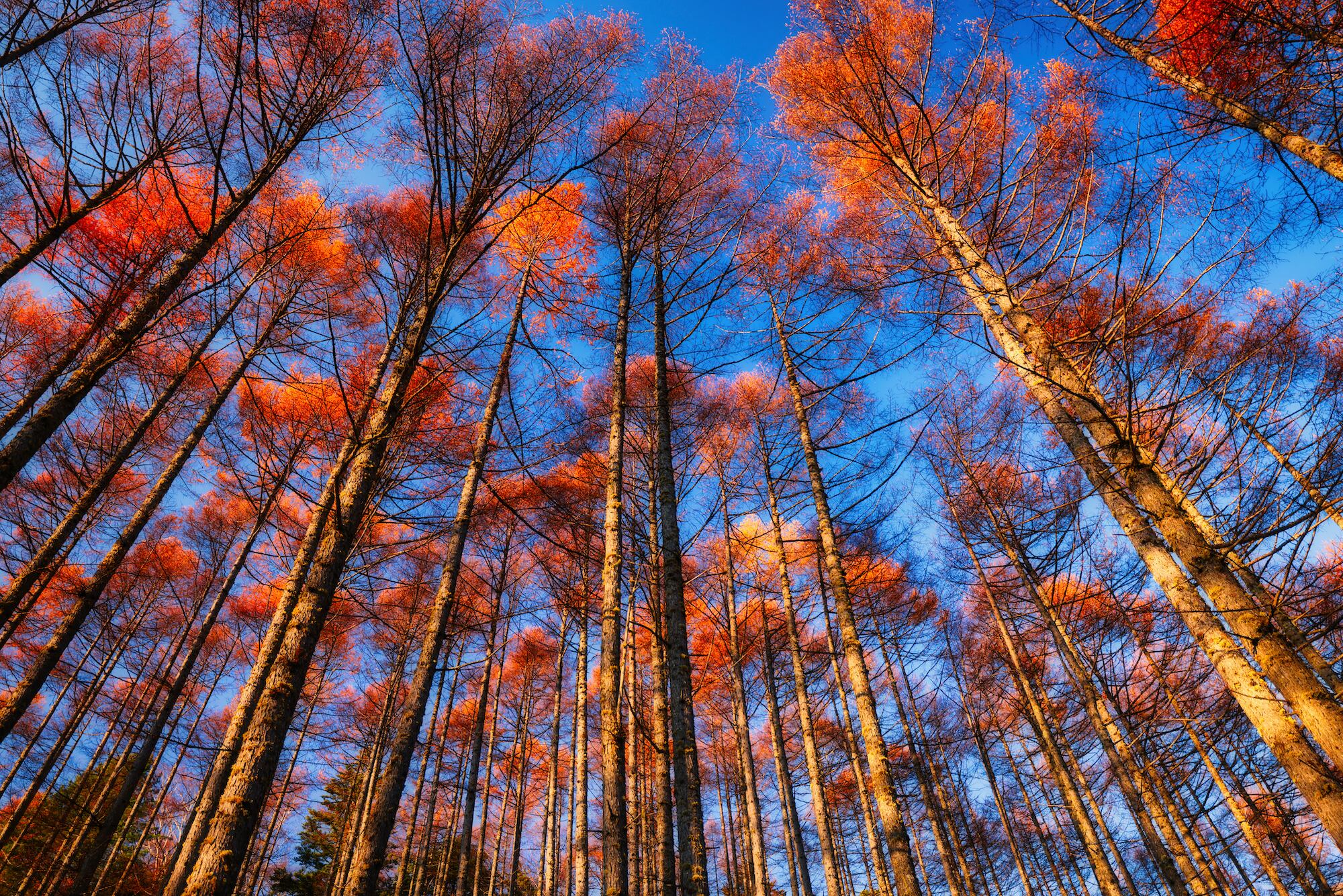 山岳風景写真 〜Colorful Trees Ver.1〜（4枚セット／はがきサイズ