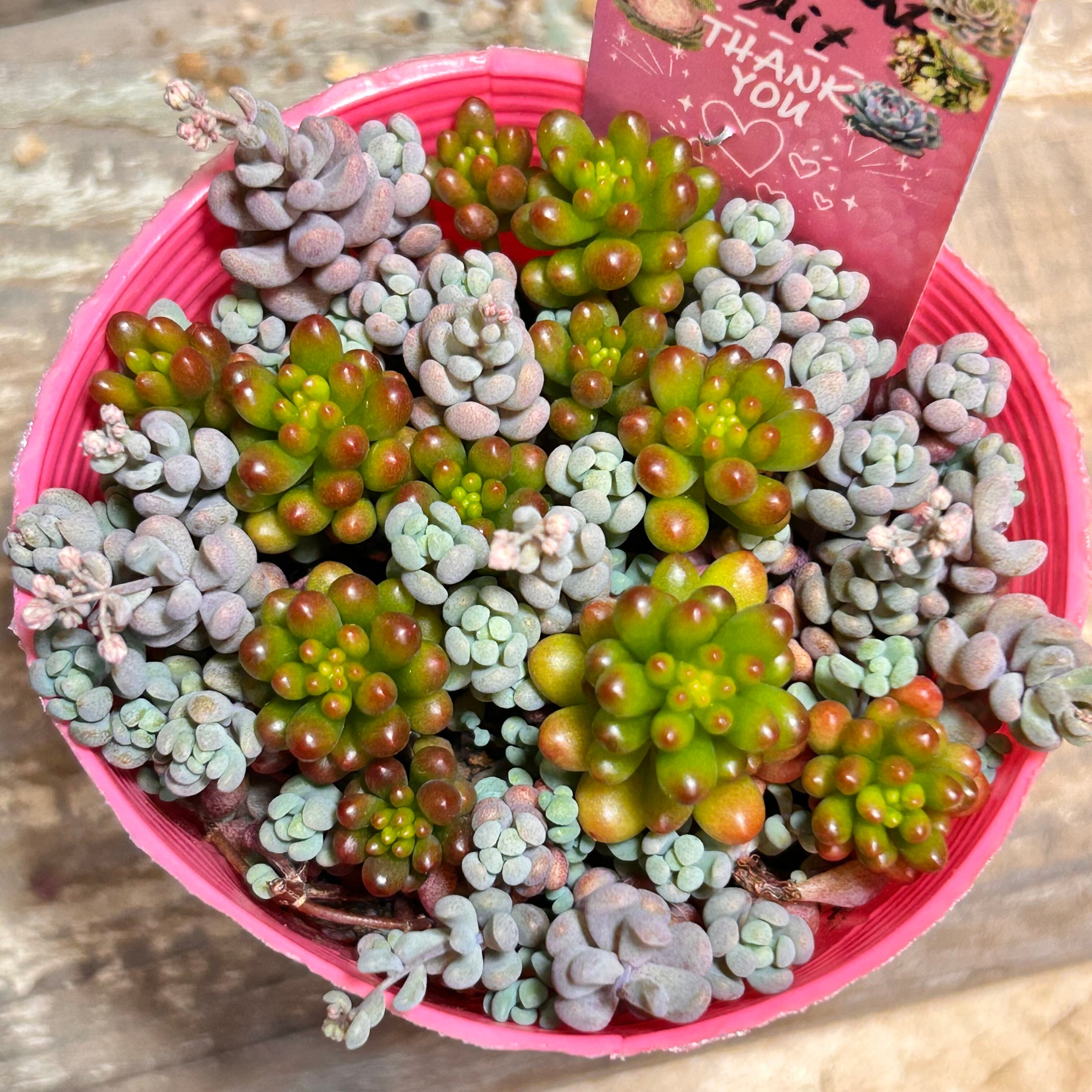 シムシー錦(アエオニウム) | RuPo 多肉植物専門店