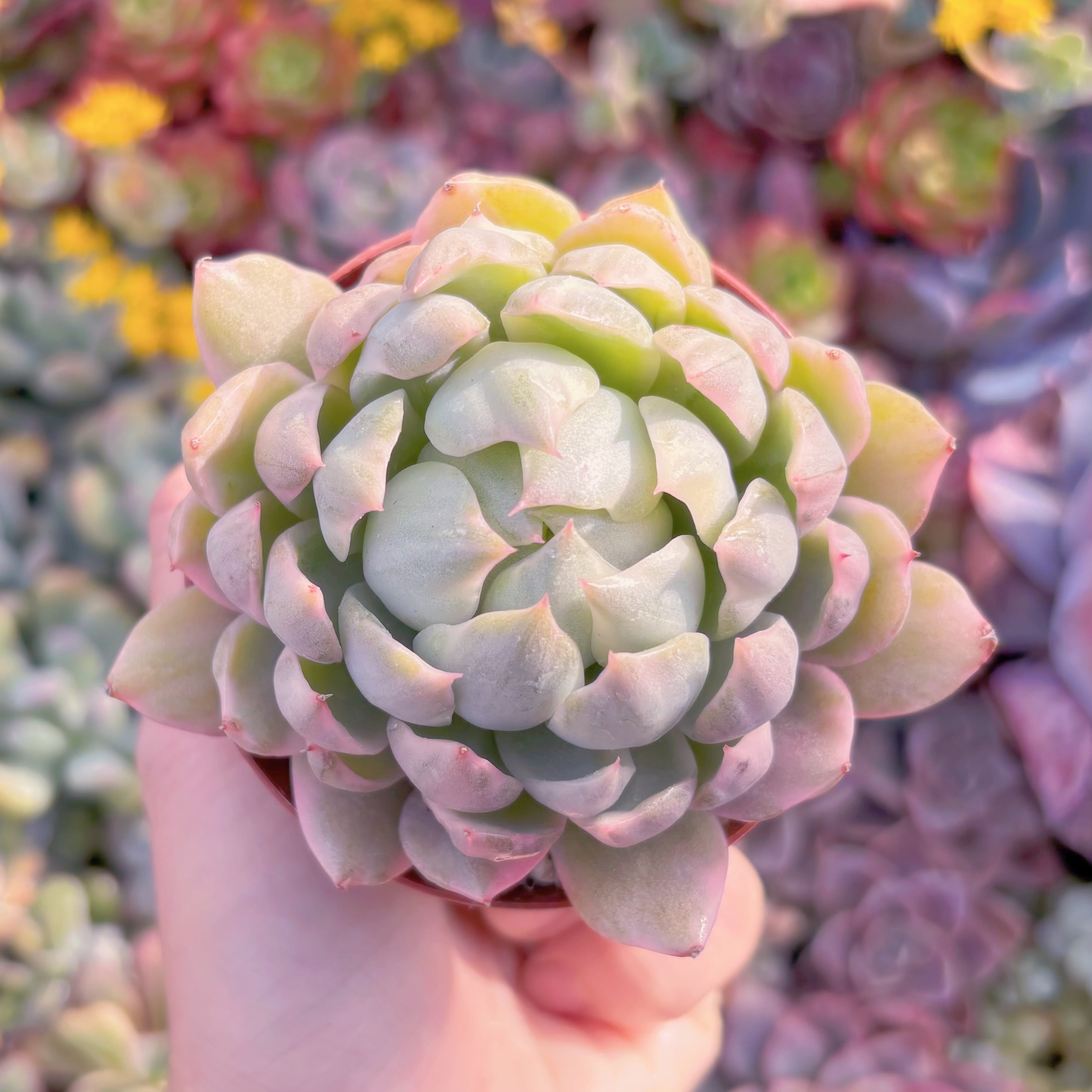 現品　雪白マリア錦#M110　るる農園