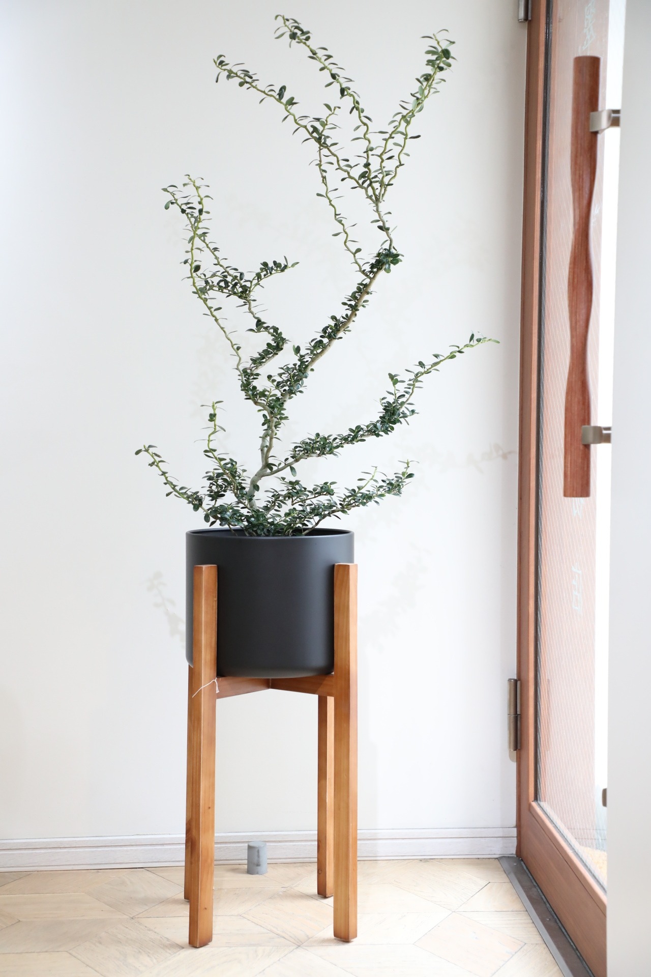 【渋谷区周辺エリア/配送料無料】【L/102cm】雲竜ツゲ/Ilex crenata