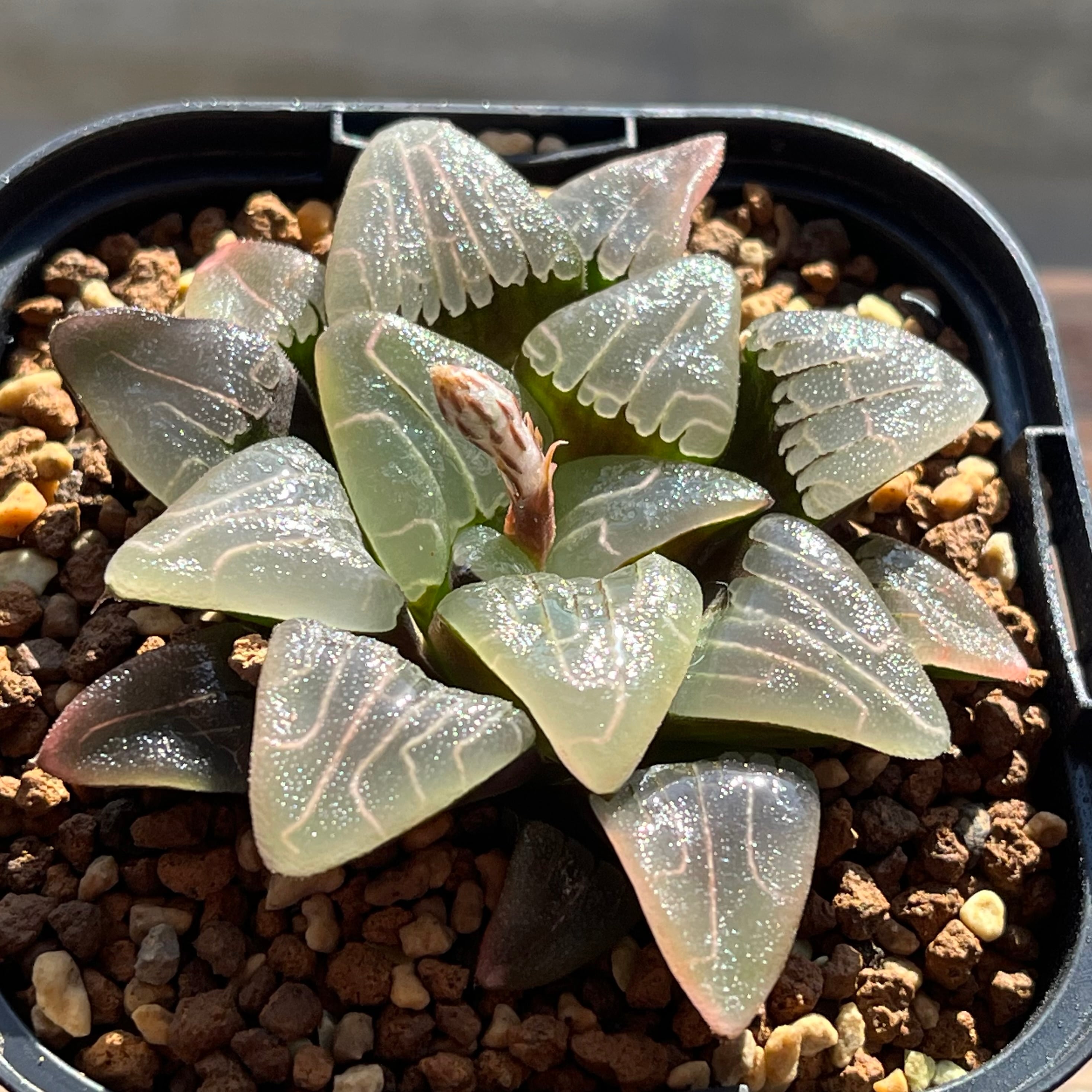 ハオルチア スターズフェアリー | mocono_plants