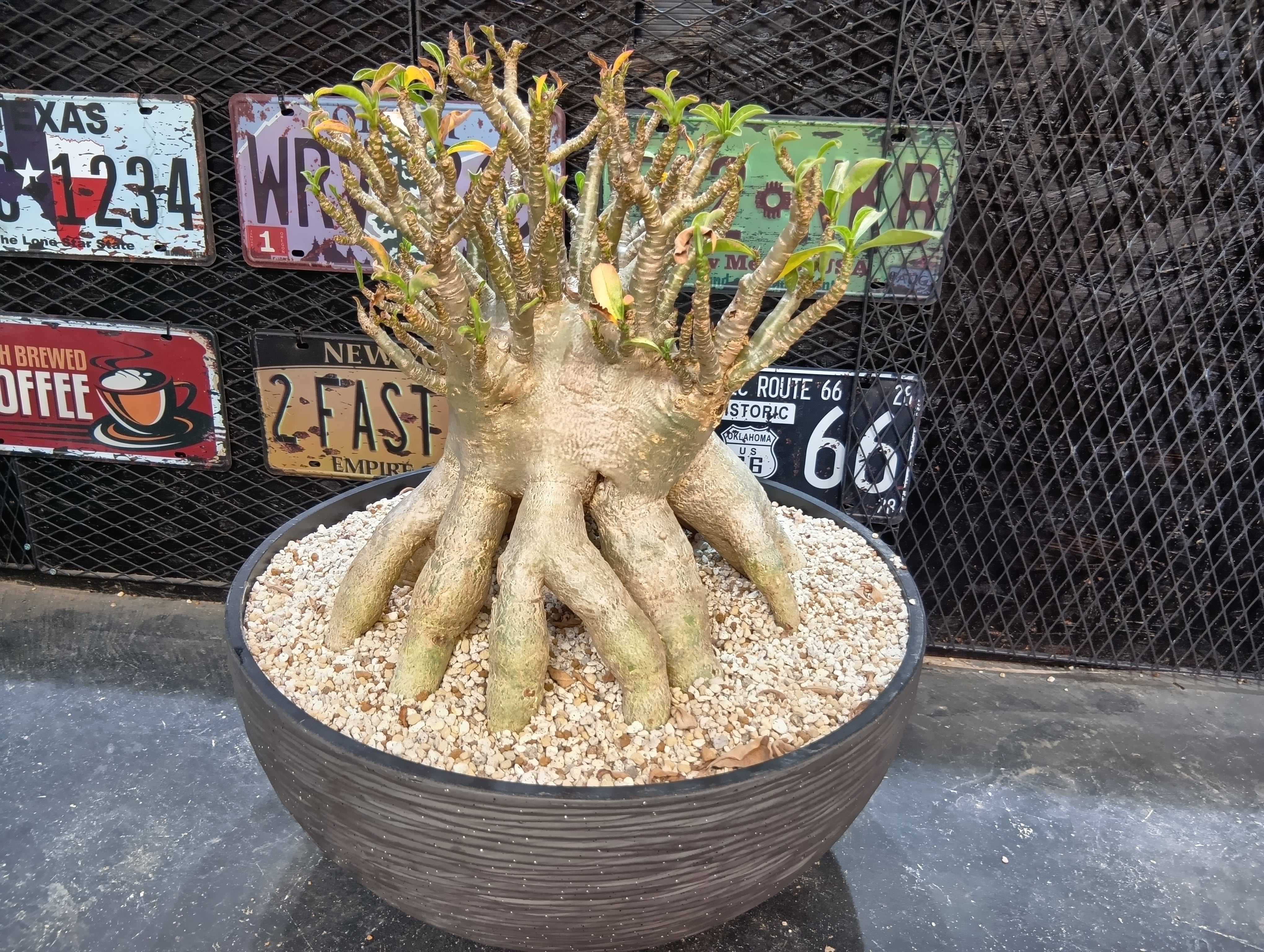 b6f77e27d88055afa6cd643895687d