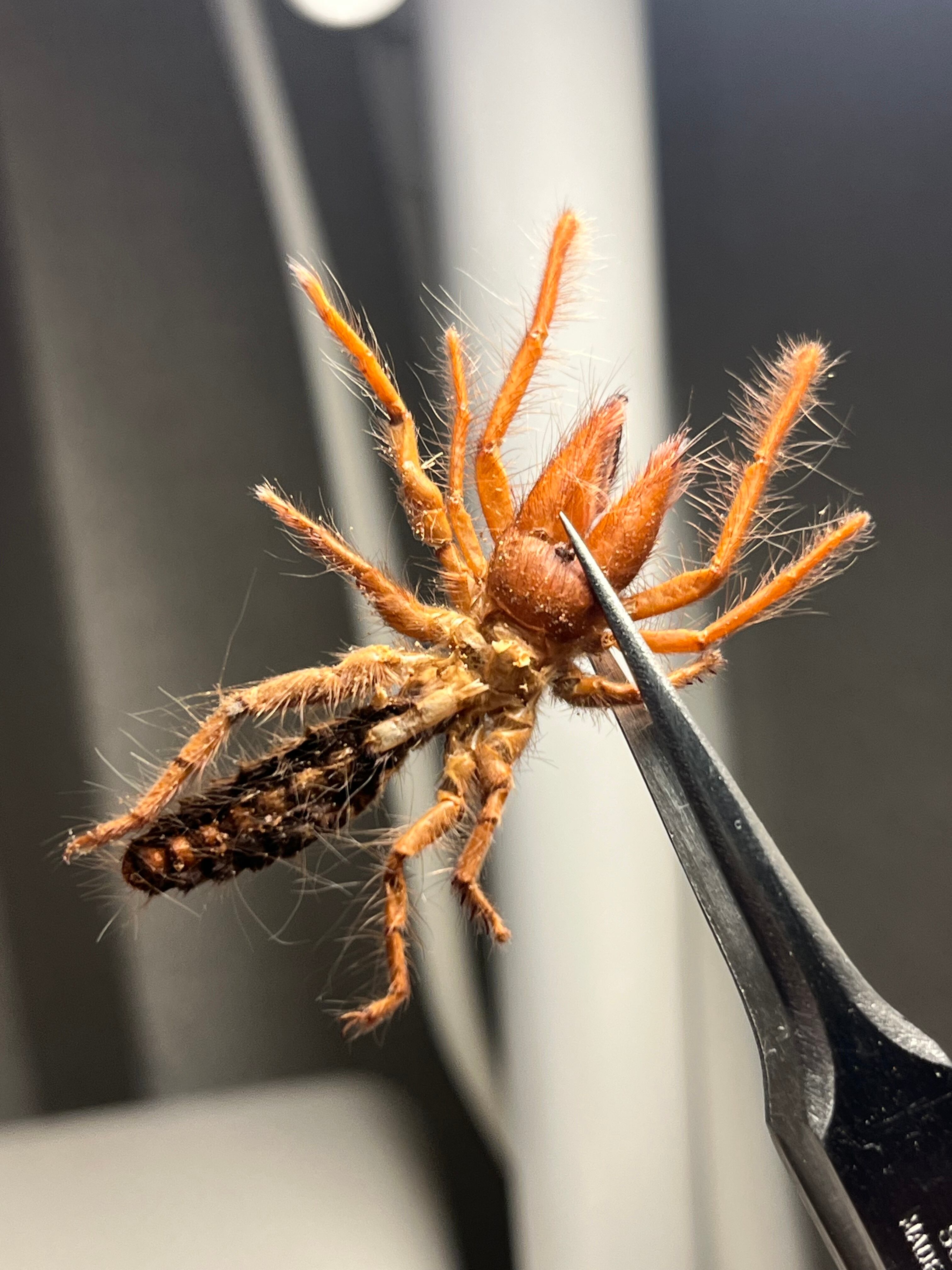 リトル2】ブラッドレッドヒヨケムシ Dinorhaxウデムシ 奇蟲標本 標本