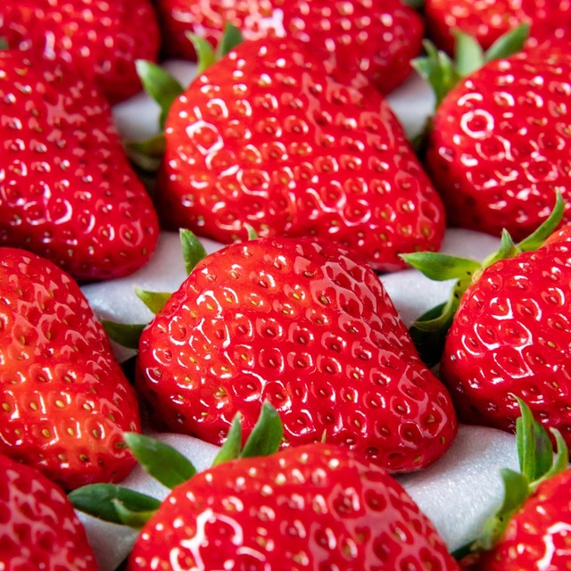 【贈答用】紅ほっぺ 35g以上 厳選12〜15粒【ギフトシルバー】 風農園オンラインショップ