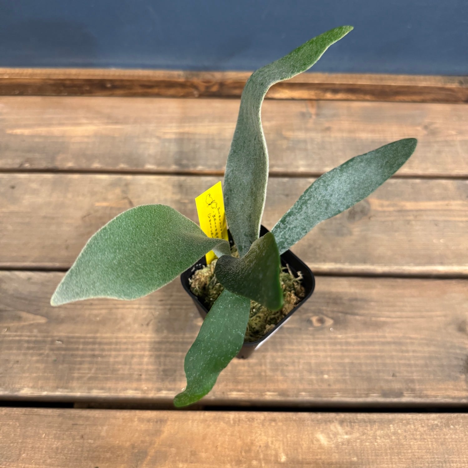 ビカクシダ Platycerium white&shine (vietchii×bifurcatum)【232