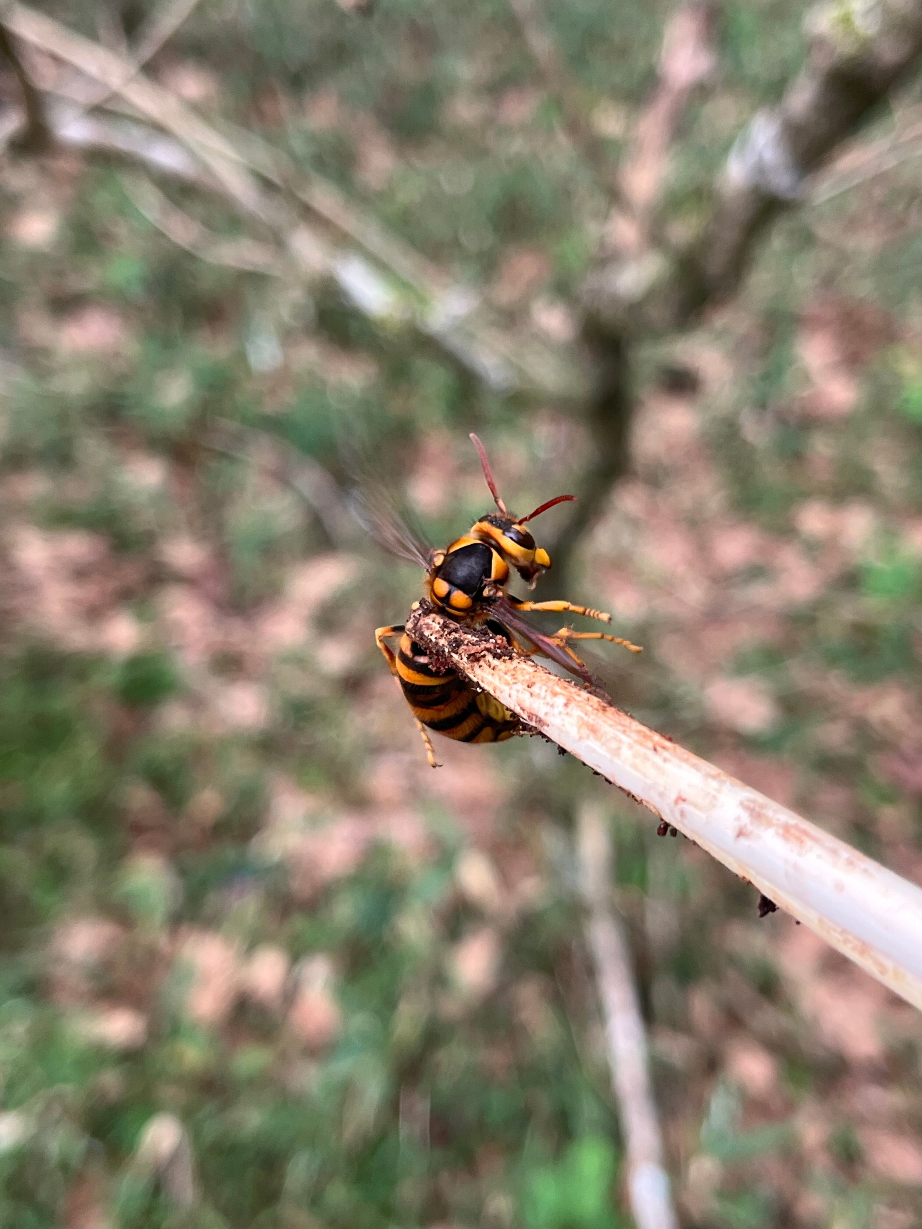 雀蜂最大種】オオスズメバチ Vespa mandarinia | オモニキチュウ