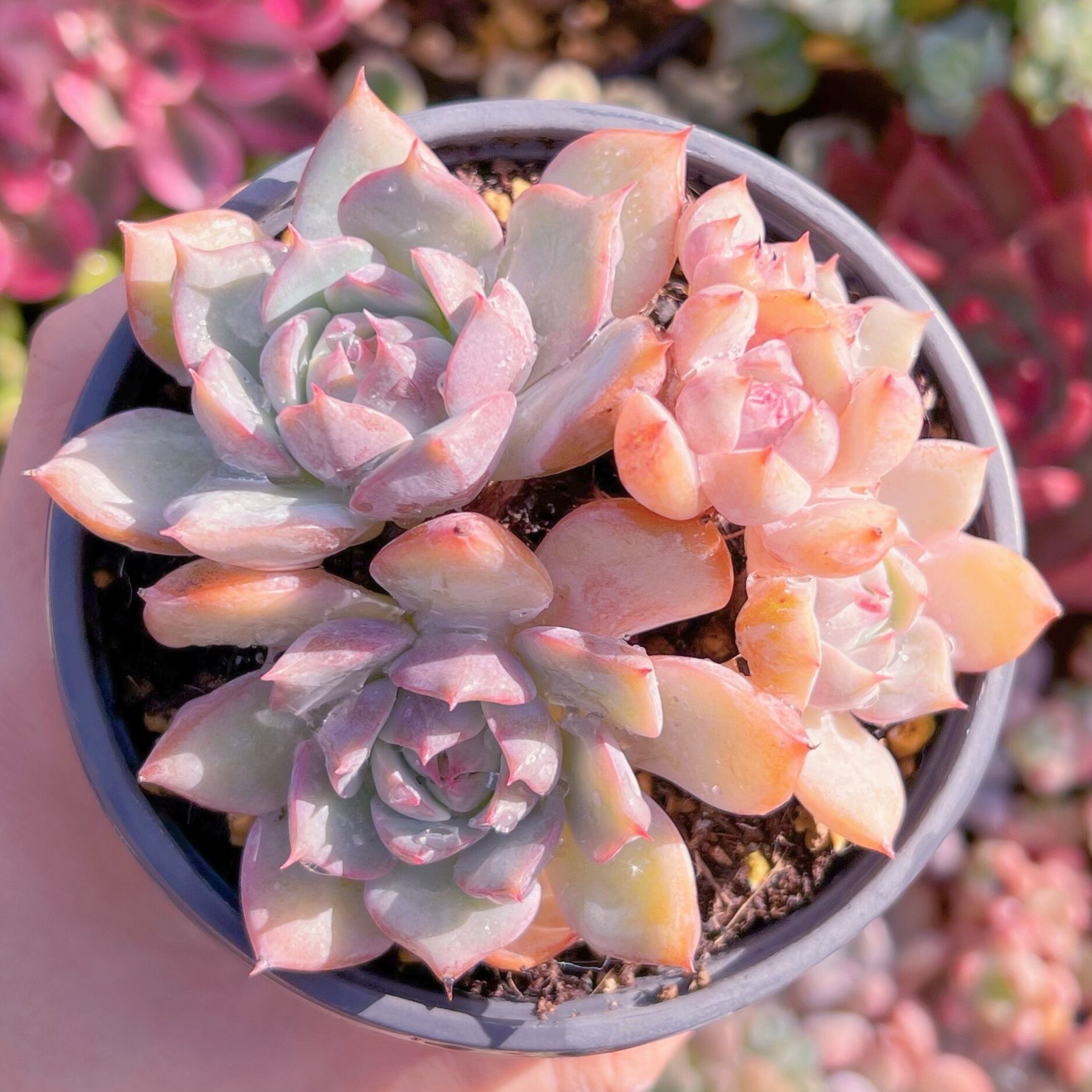 現品　ピンクプリズム#010　古株　るる農園