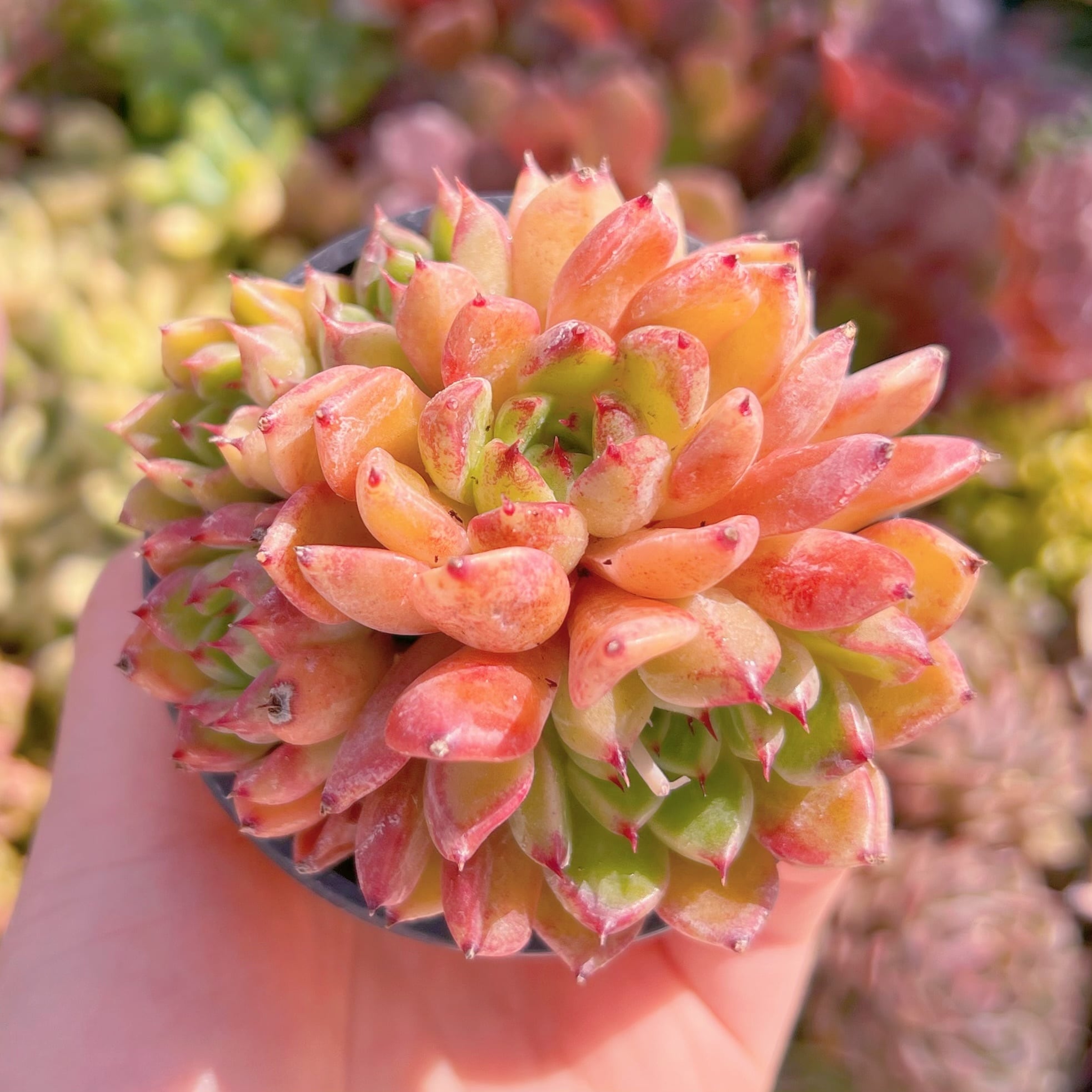 現品　沙羅姫牡丹#F214　古株　るる農園