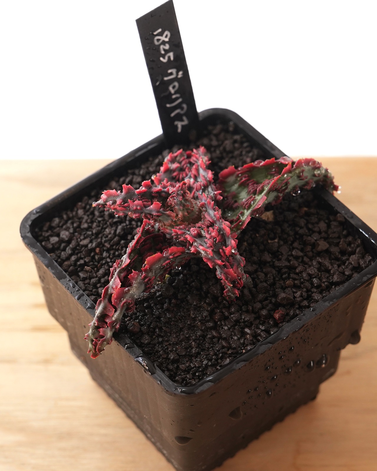 抜き苗 アロエ TCT グロリアスドラゴン Aloe 'Glorious Dragon'
