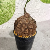 【希少な斑入り】Stephania suberosa / ステファニア スベローサ