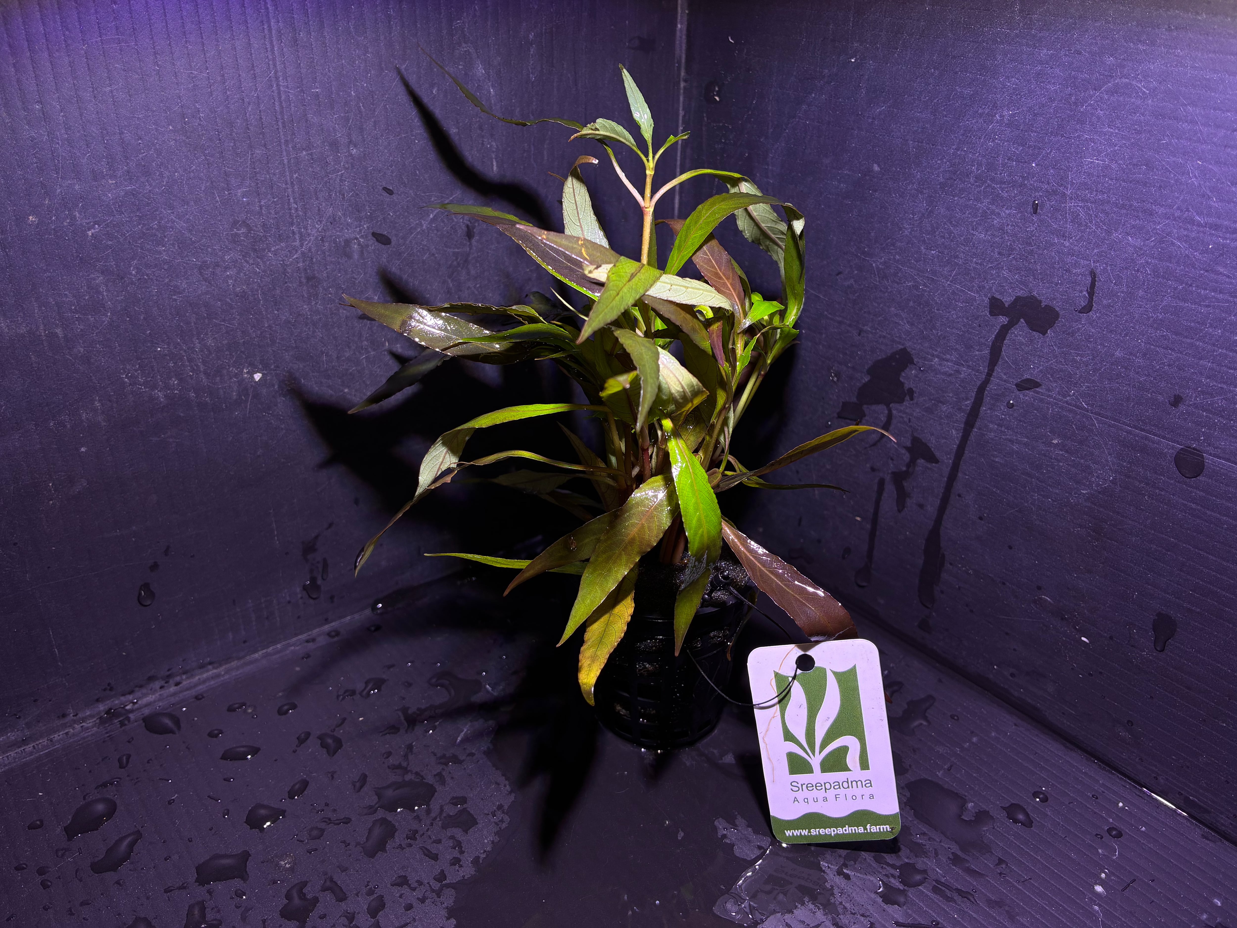 水草・観葉植物 | AquaFocus