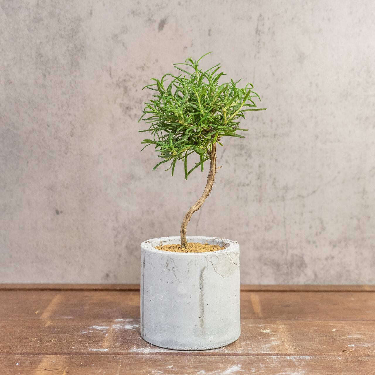 ローズマリー｜可愛い丸形フォルムのミニ盆栽スタイル × 爽やかな香りのハーブ【虫発生抑制／手作りモルタル鉢】