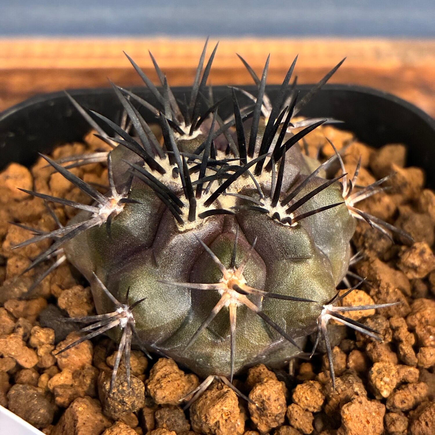 Copiapoa】サボテン コピアポア デュラ 銅羅丸実生【807】 | PROTOLEAF