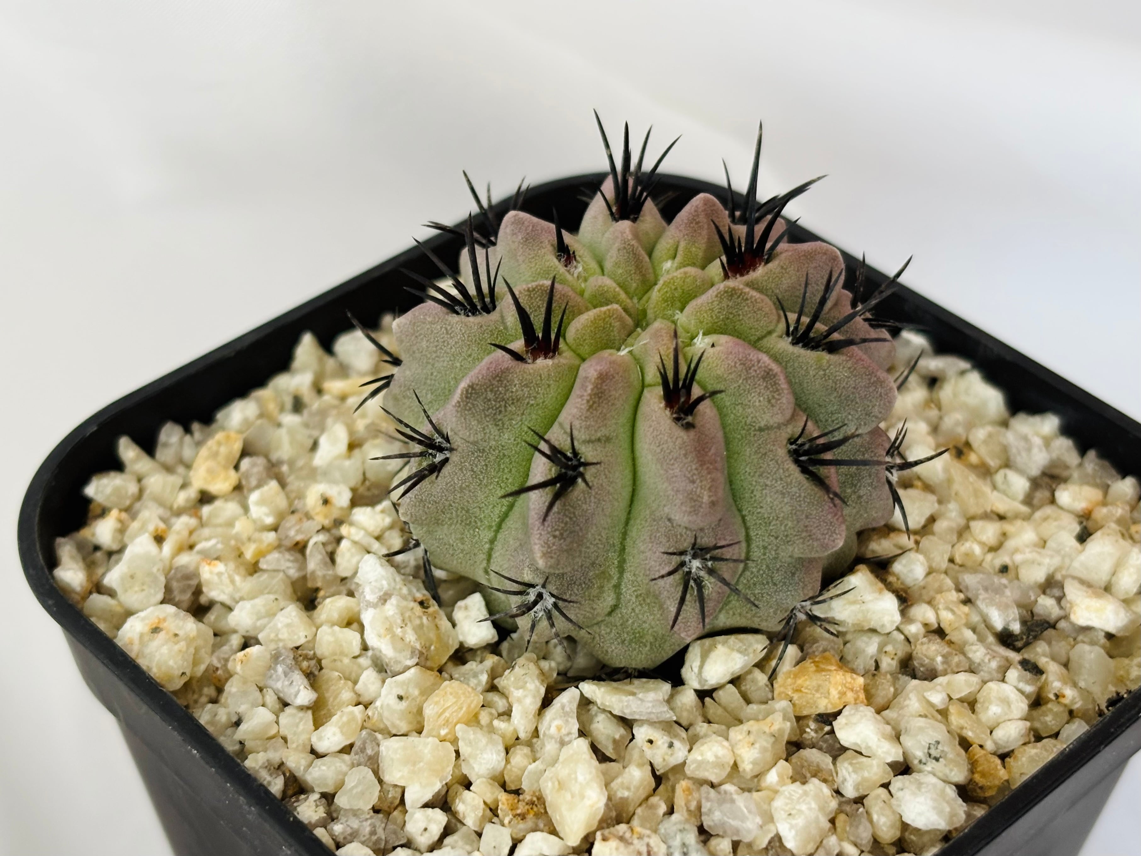 激レア)エリオシケ パウシコスタータス CH2904 3苗セット 激レア