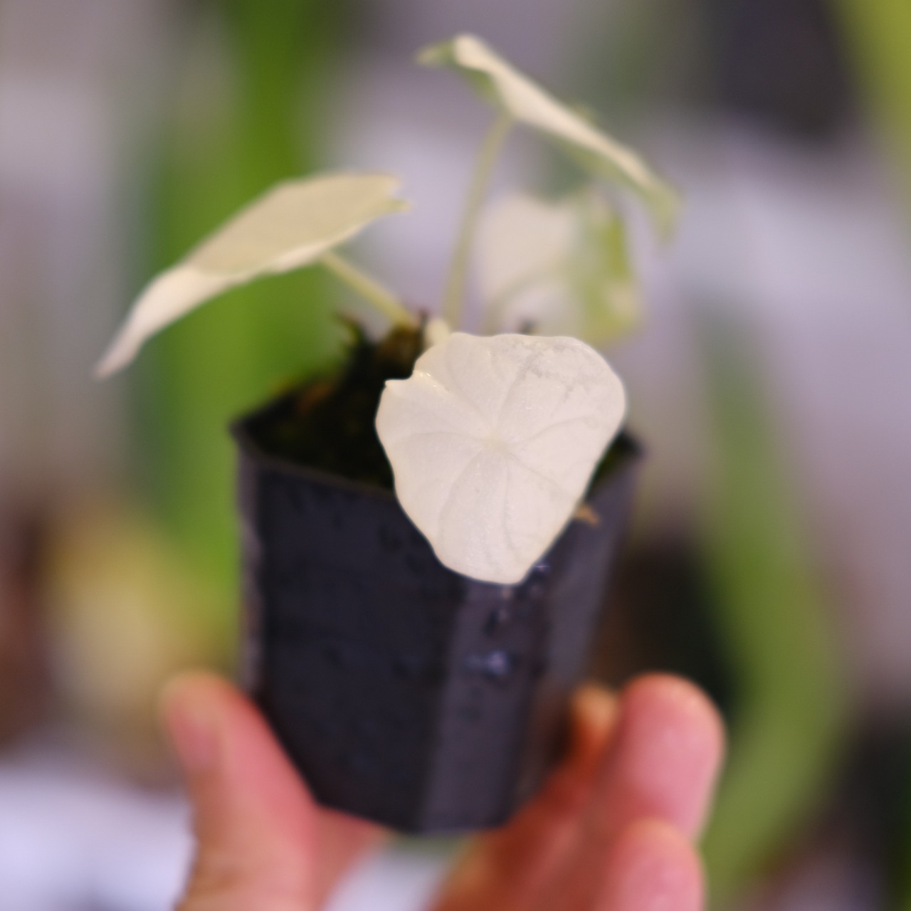 アロカシア メロ アルボ│Alocasia melo 'Albo' Var.③│観葉植物