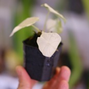 アロカシア メロ アルボ│Alocasia melo 'Albo' Var.③│観葉植物