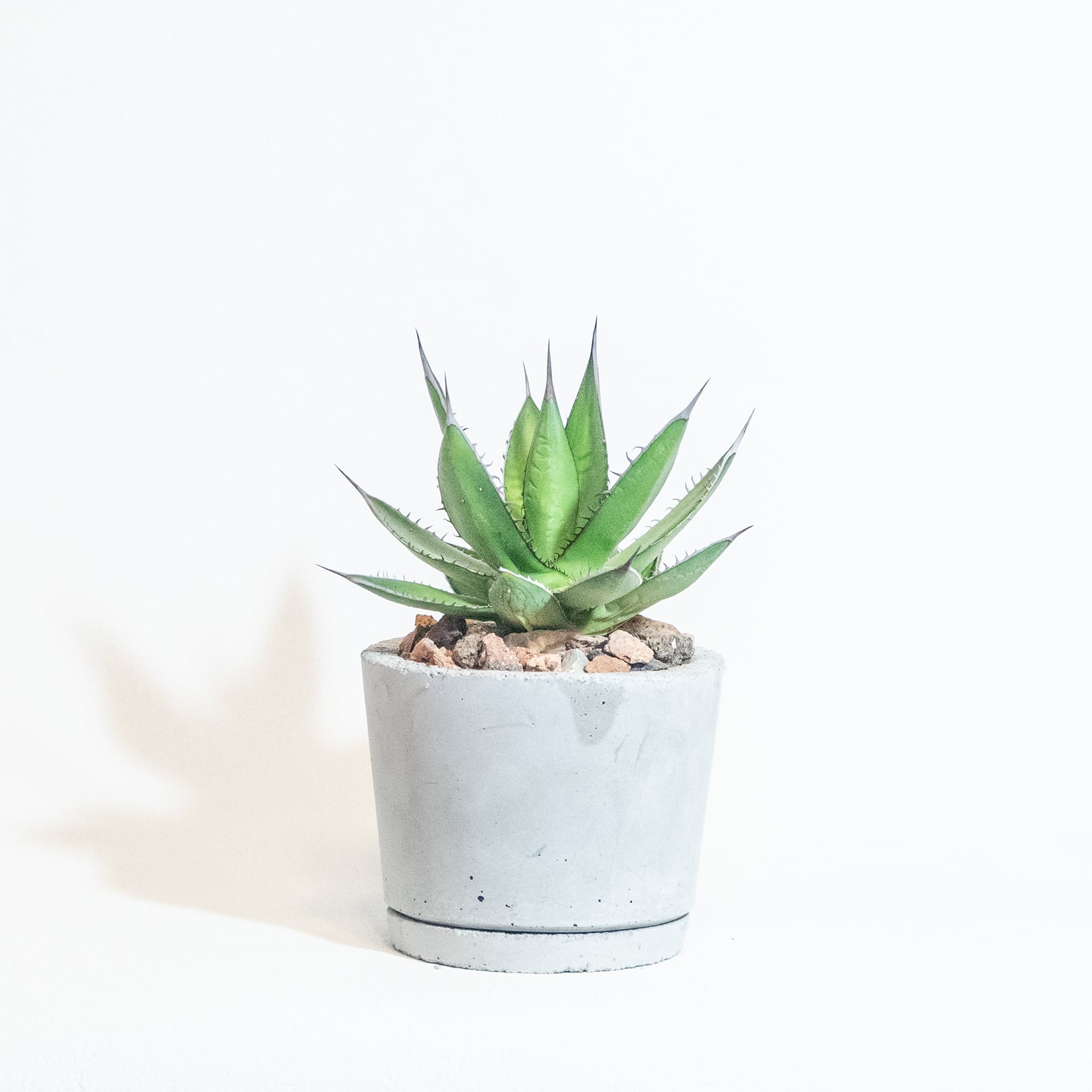 \送料無料/≪ レア植物 ≫室内管理もオッケーなアガベ・ホリダの鉢植え|シンプルでお部屋を選ばない手作りモルタル鉢
