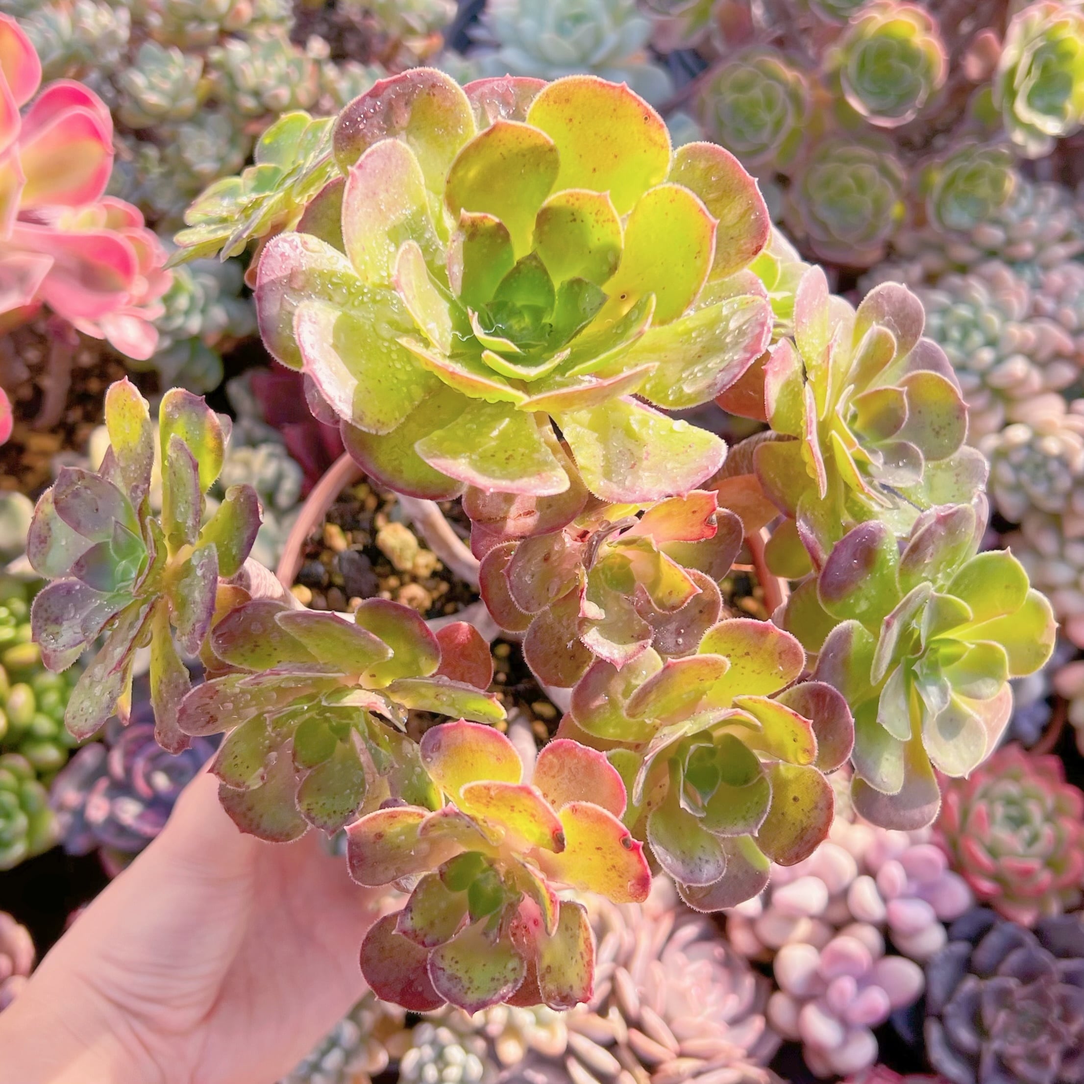 現品　ローズ法師#A62    古株   るる農園