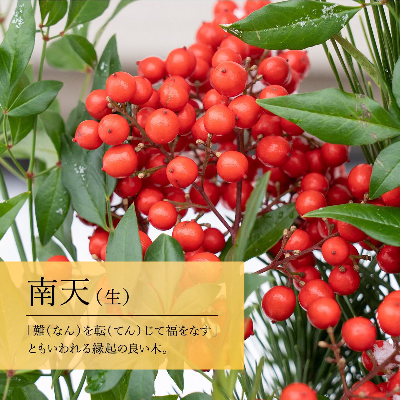 真竹門松 120cm（一対） | 門松専門店 えびす屋