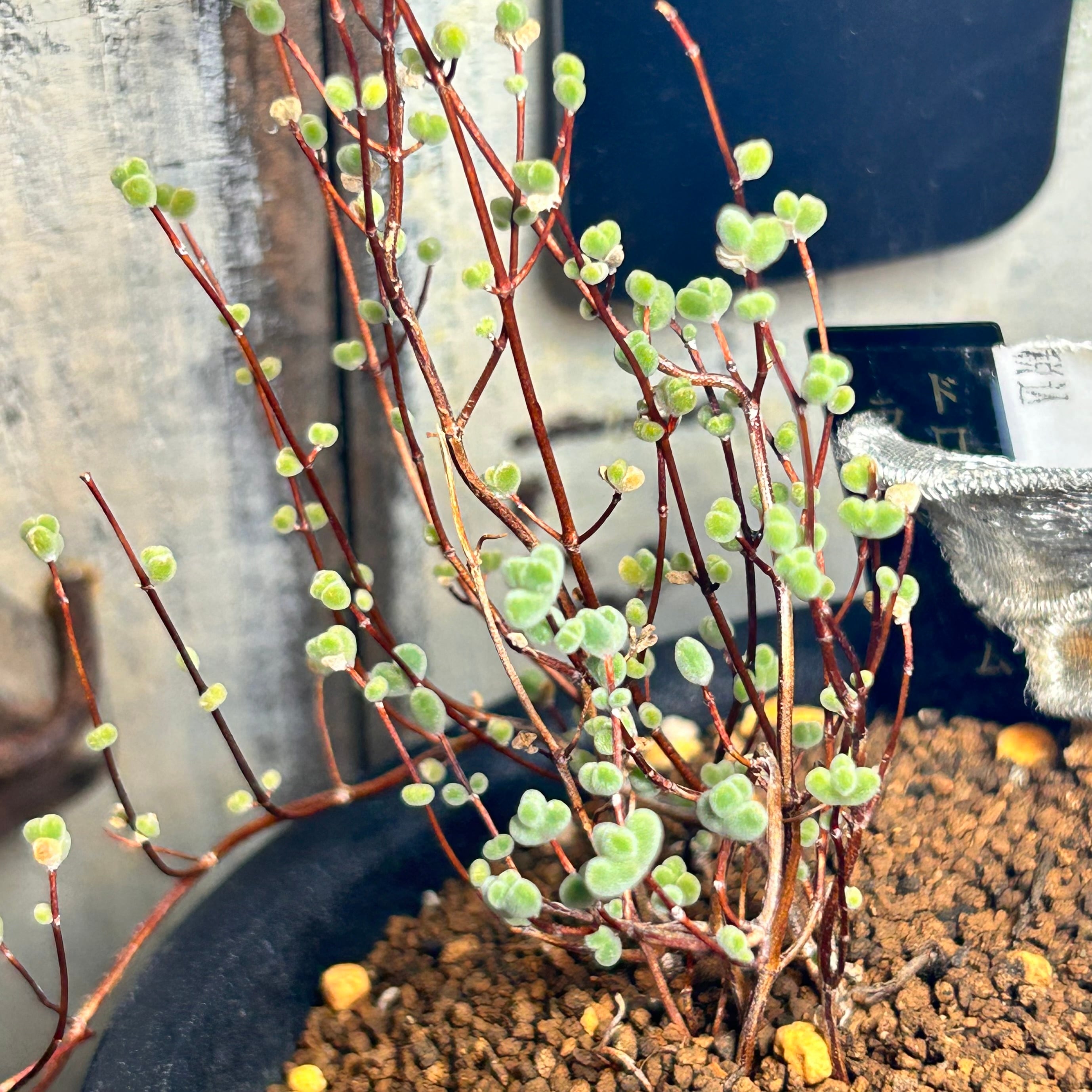 ドロサンテマム　お問い合わせページです ドロサンテマム | RuPo 多肉植物専門店