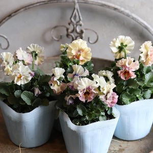 ビオラ　アイクルール　冬から春のお花　　丈夫で育てやすい　寄せ植えにオススメ　