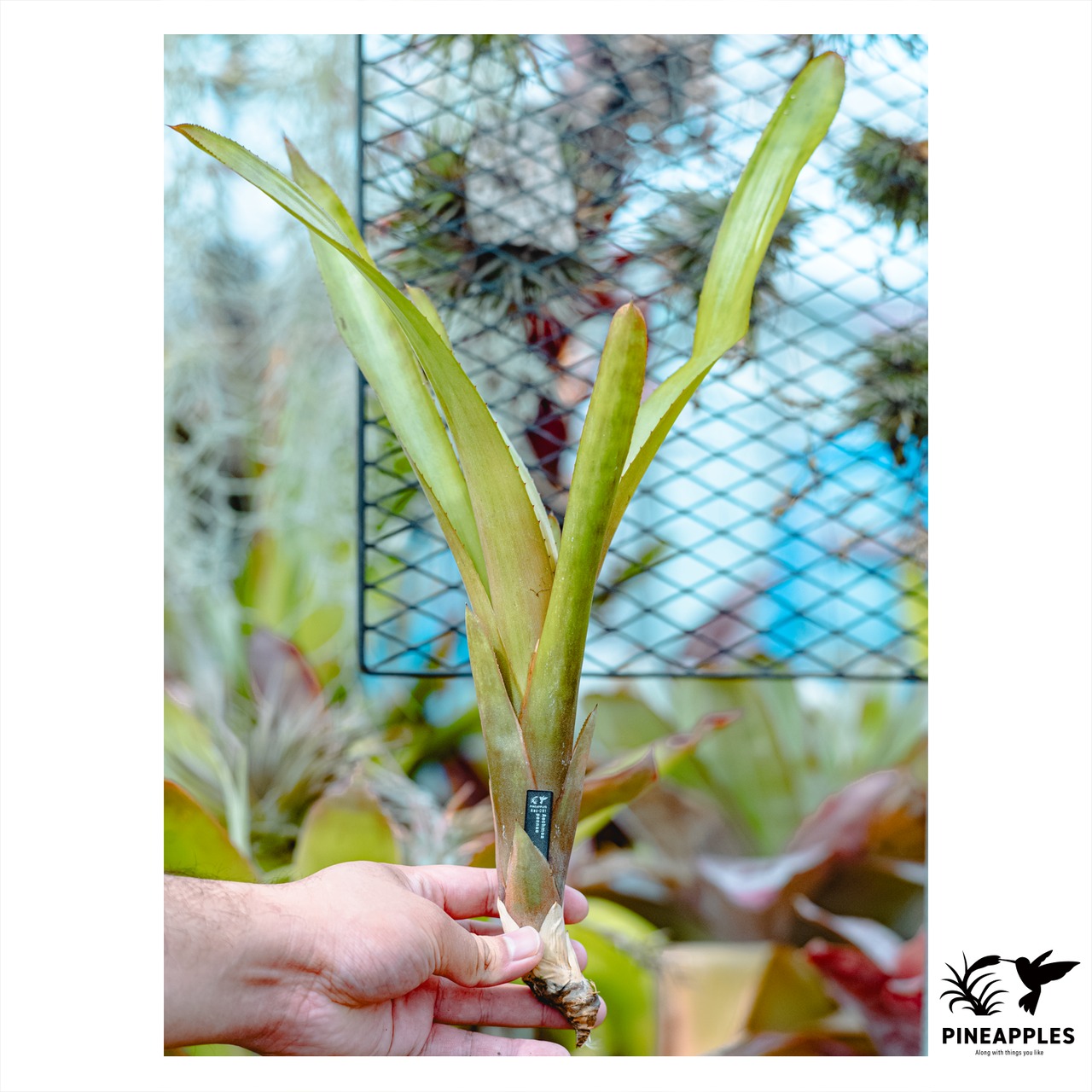 Aechmea pennae - 1