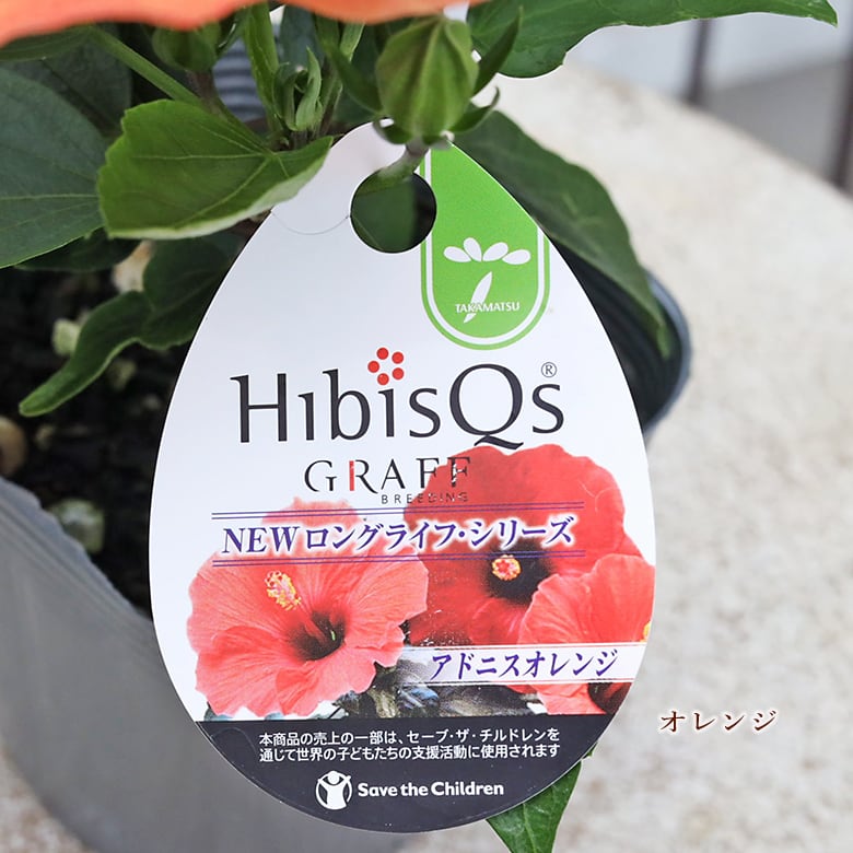 花苗 ハイビスカス ニューロングライフ 3.5号 ダブル ピンク ホワイト