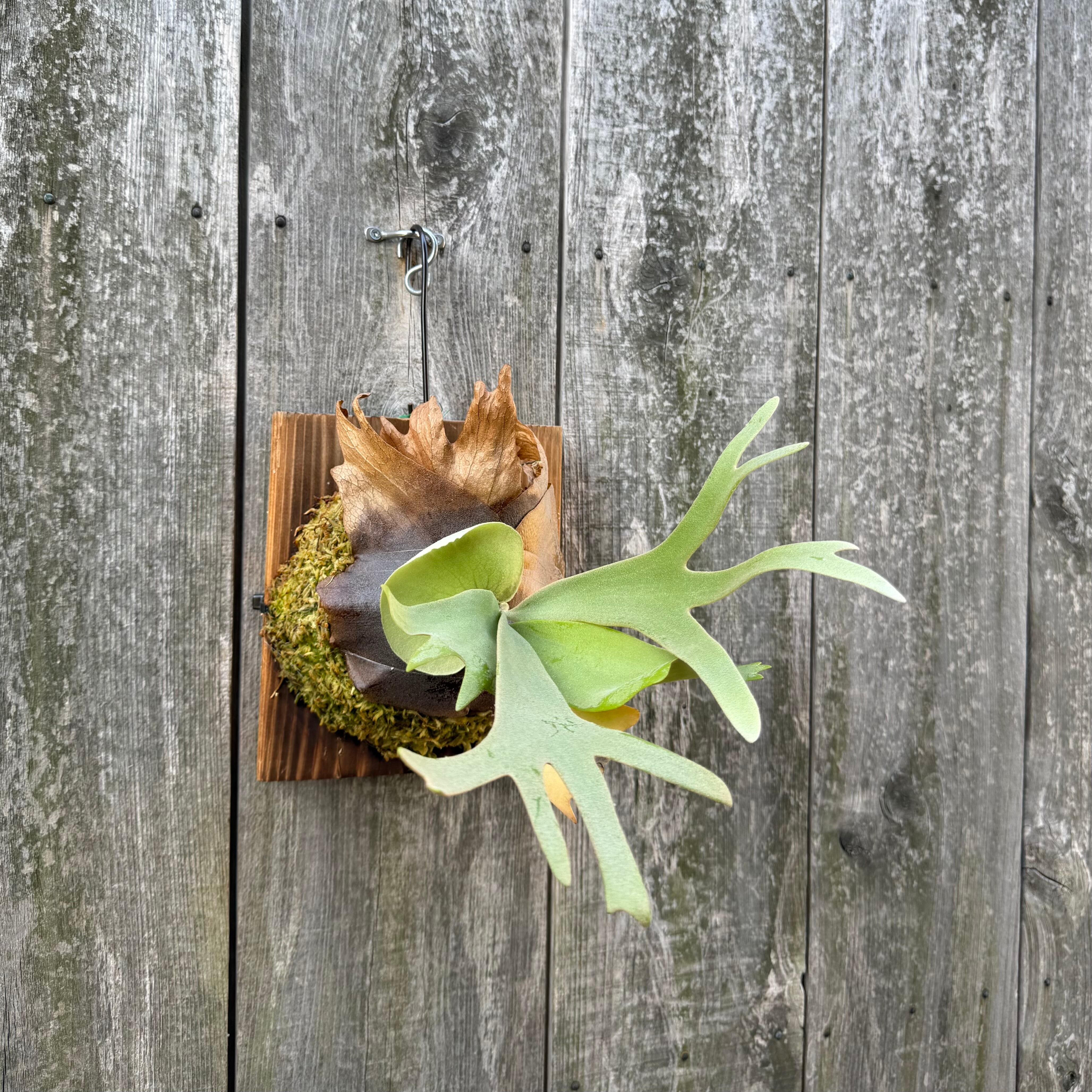 P. willinckii cv. North Star Sporeling select | naturefix