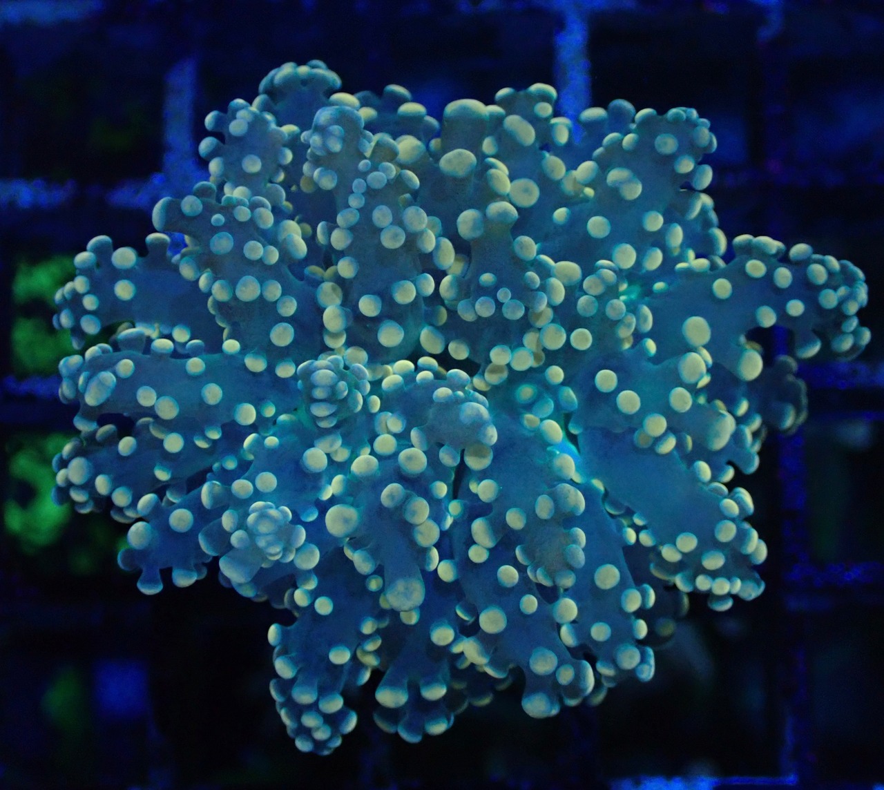 Paradivisa Orange 8