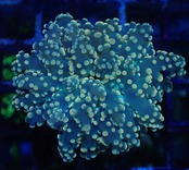 Paradivisa Orange 8