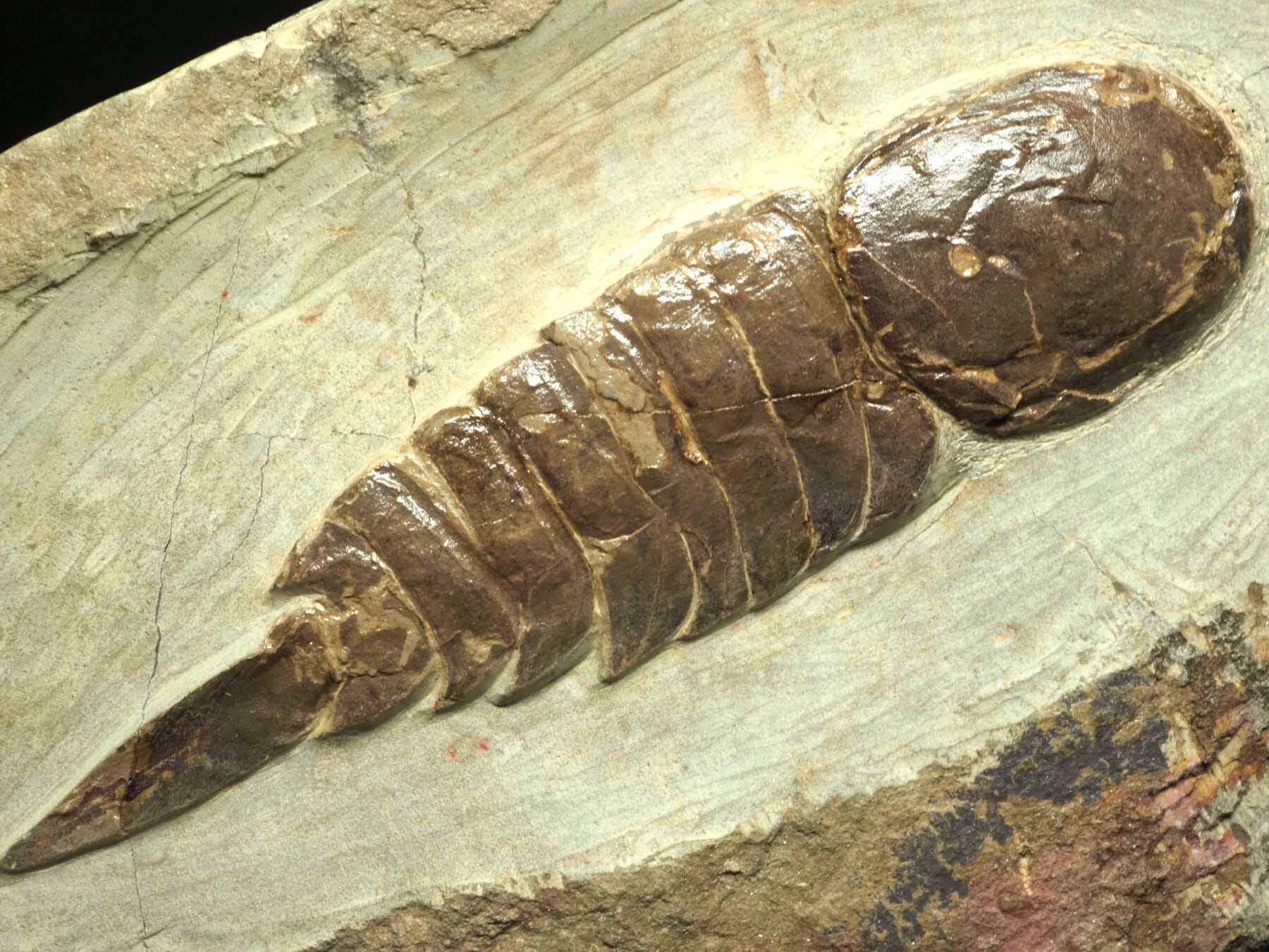 極上！ウミサソリの化石【Eurypterus remipes】【342g】アメリカ