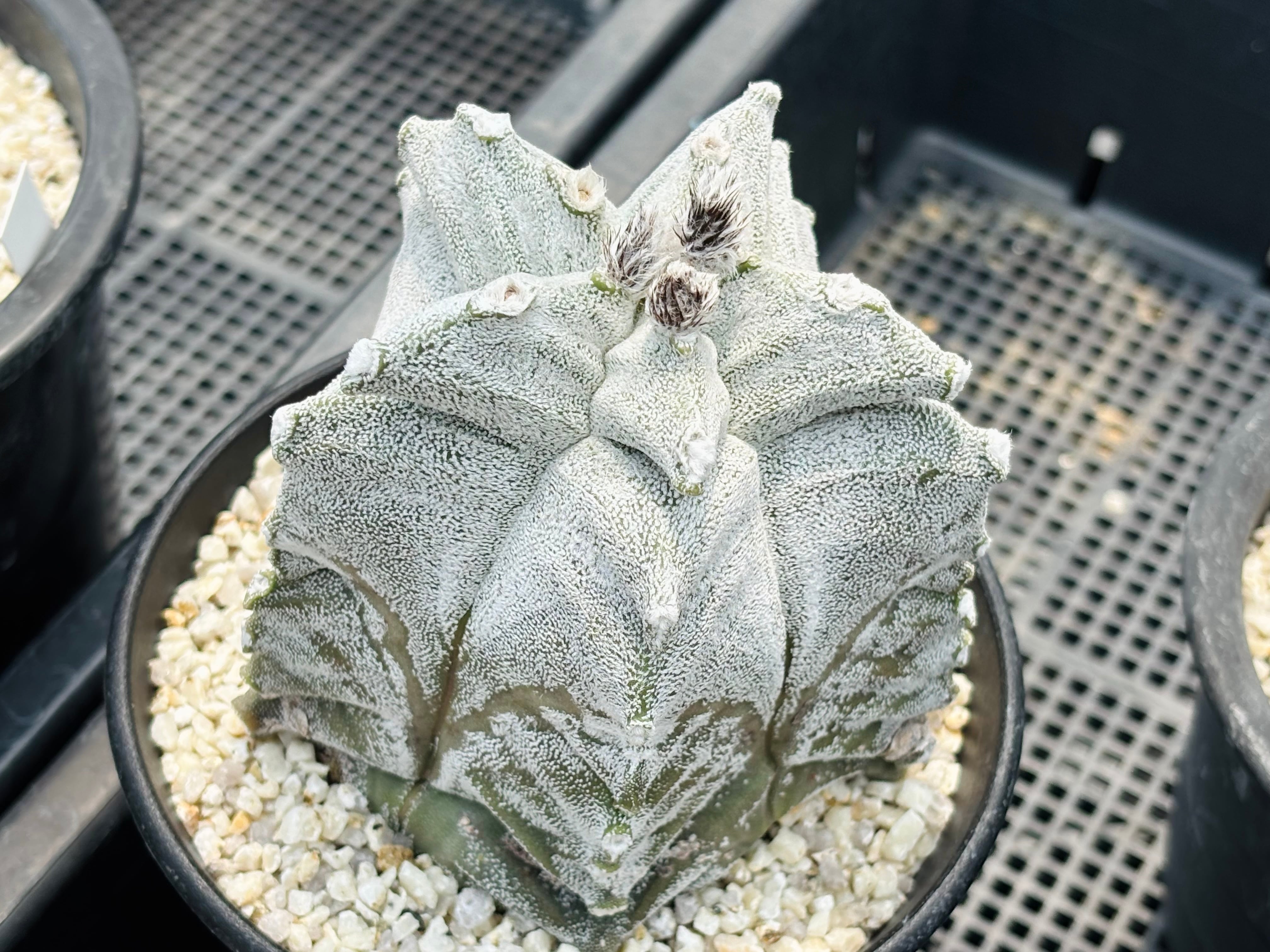 種子】Astrophytum coahuilense アストロフィツム 白ラン サボテン