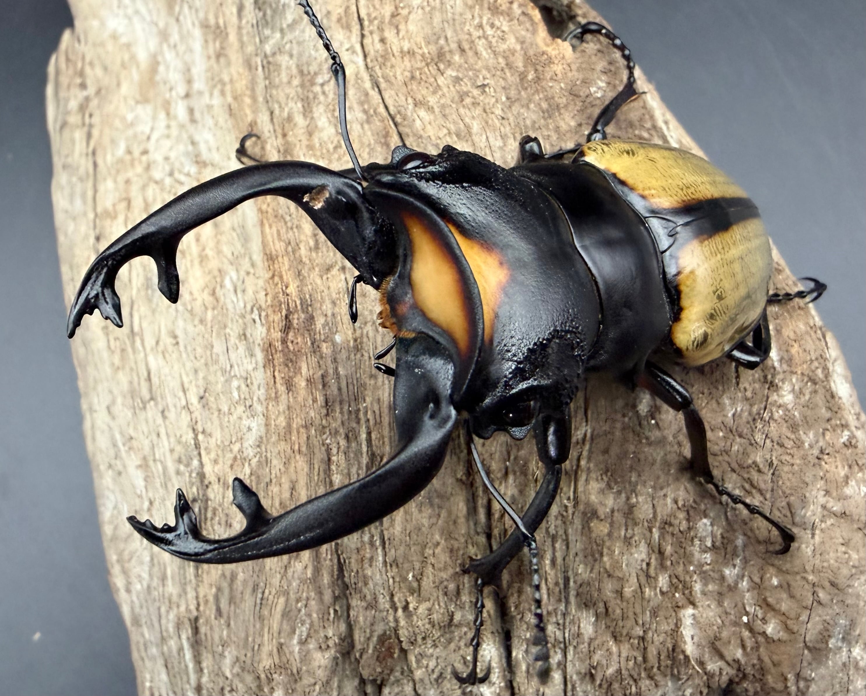 【150mm】タイタンオオウスバカミキリ カブトムシクワガタハナムグリ昆虫標本 121mm】タイタンオオウスバカミキリ カブトムシクワガタハナムグリ