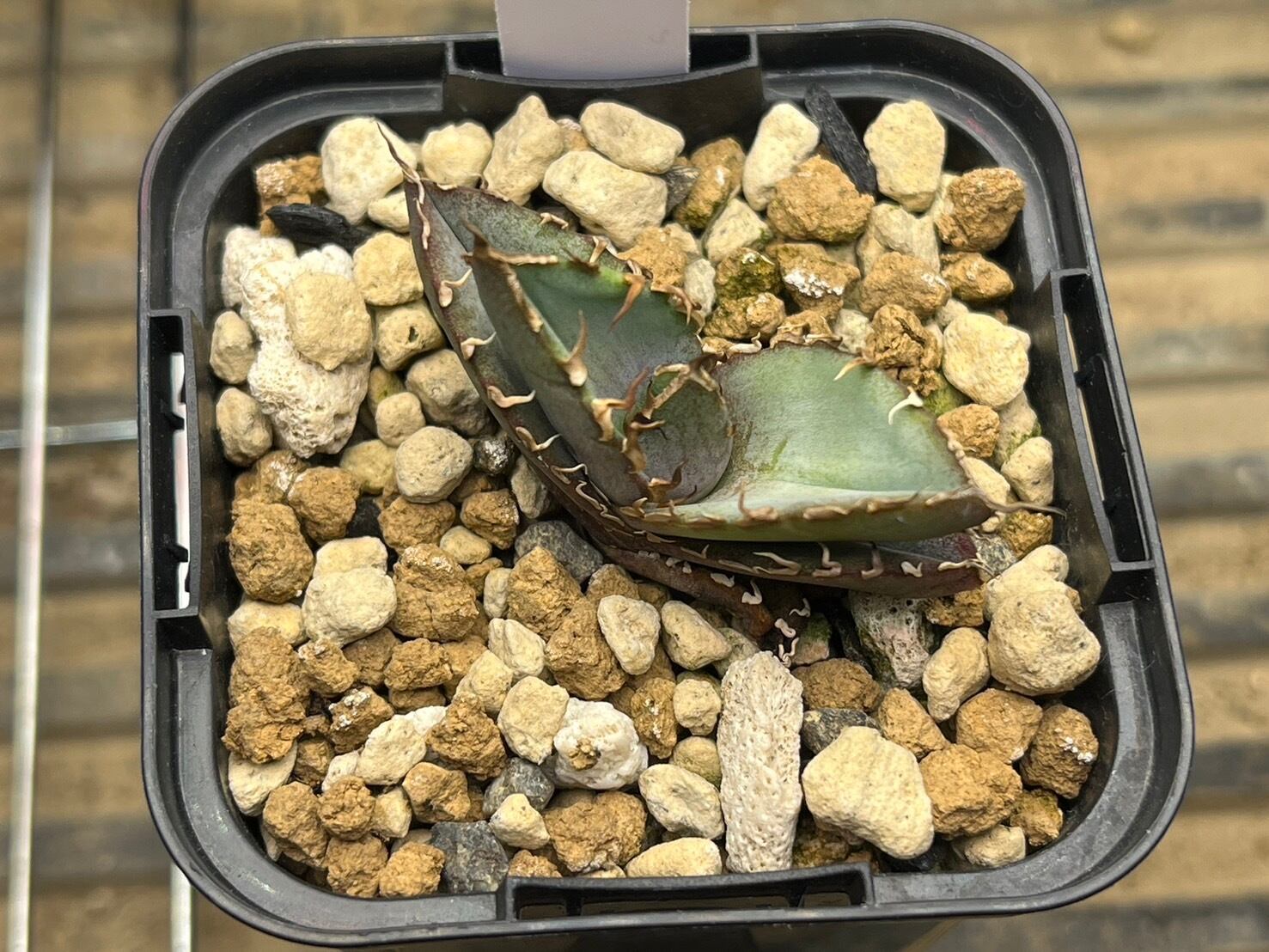 【 G-7 】oteroi seedling ①