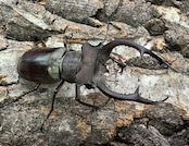 【WD】《クラーツミヤマ原名亜種 57mm ペア》