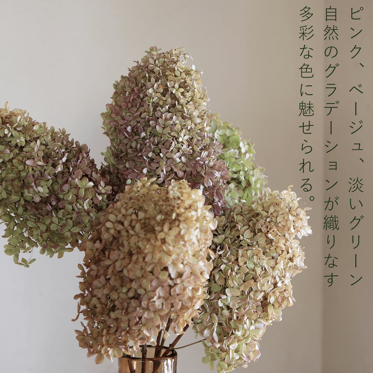 アジサイ ミナヅキ枝付き 中サイズ / あじさい アジサイ アジサイ ミナヅキ枝付き 中サイズ / あじさい アジサイ