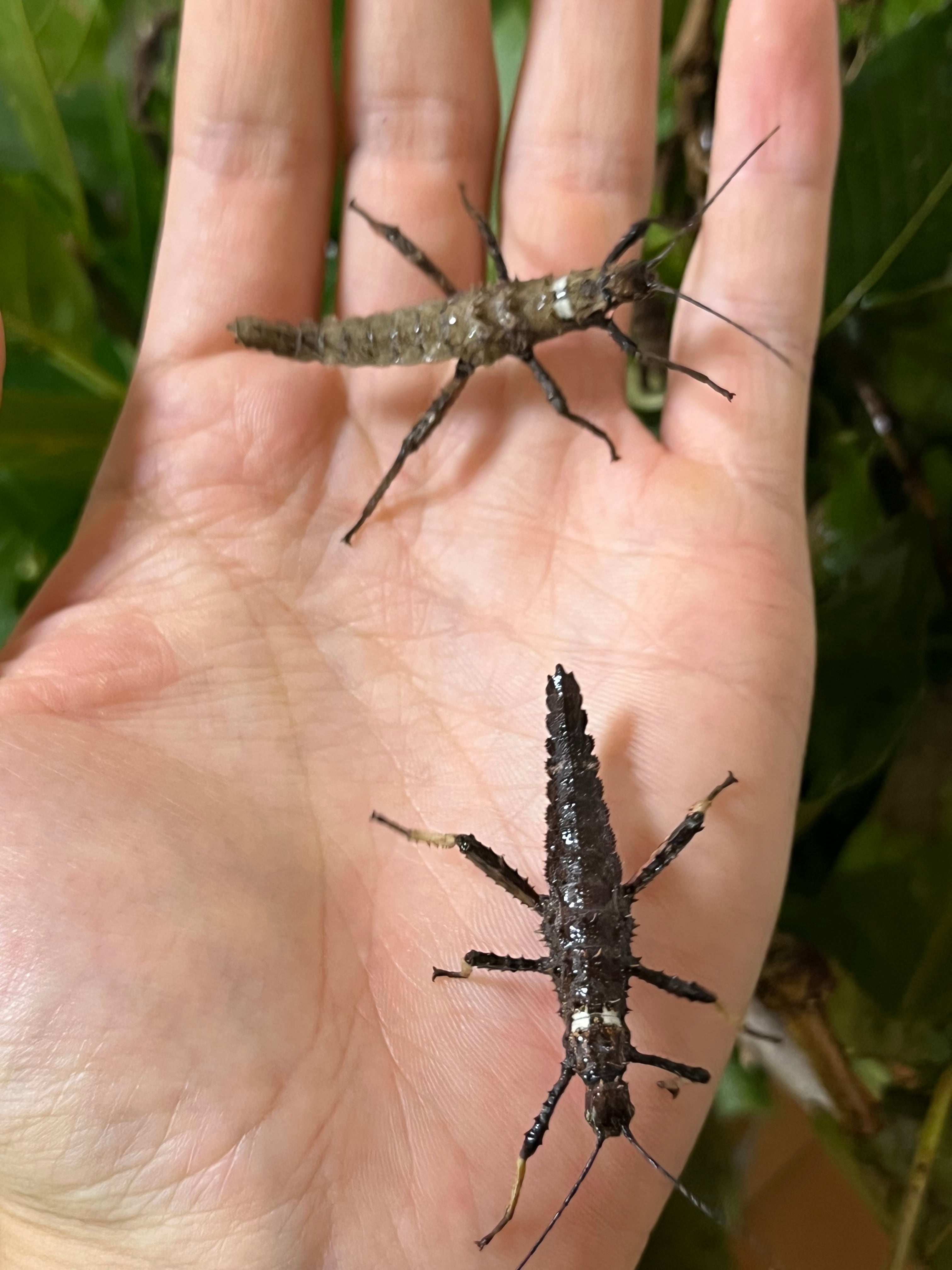 特大♀】トゲアシフトナナフシオバケフトナナフシコノハムシカマキリ