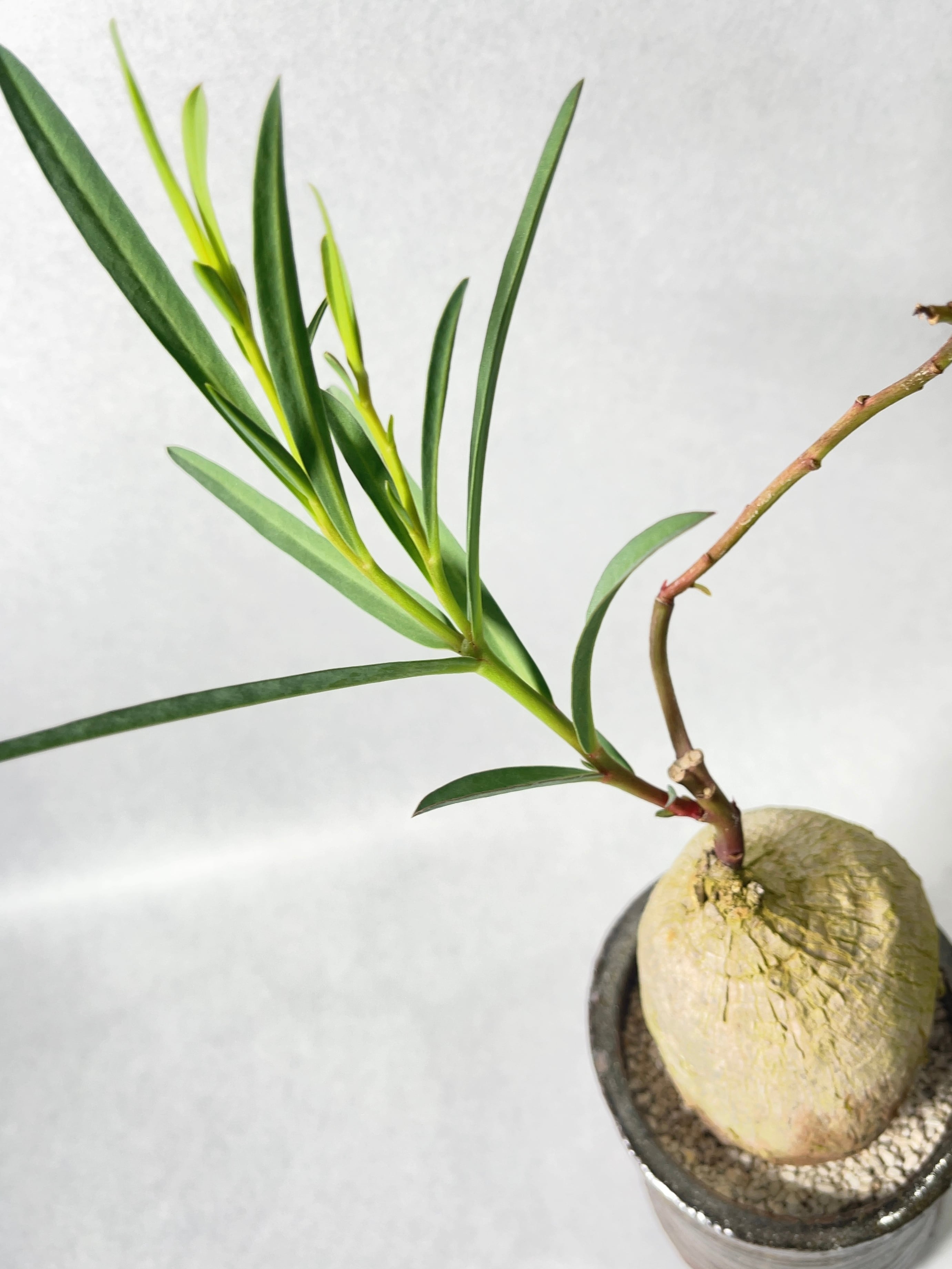 ユーフォルビア・トリカデニア | trigger