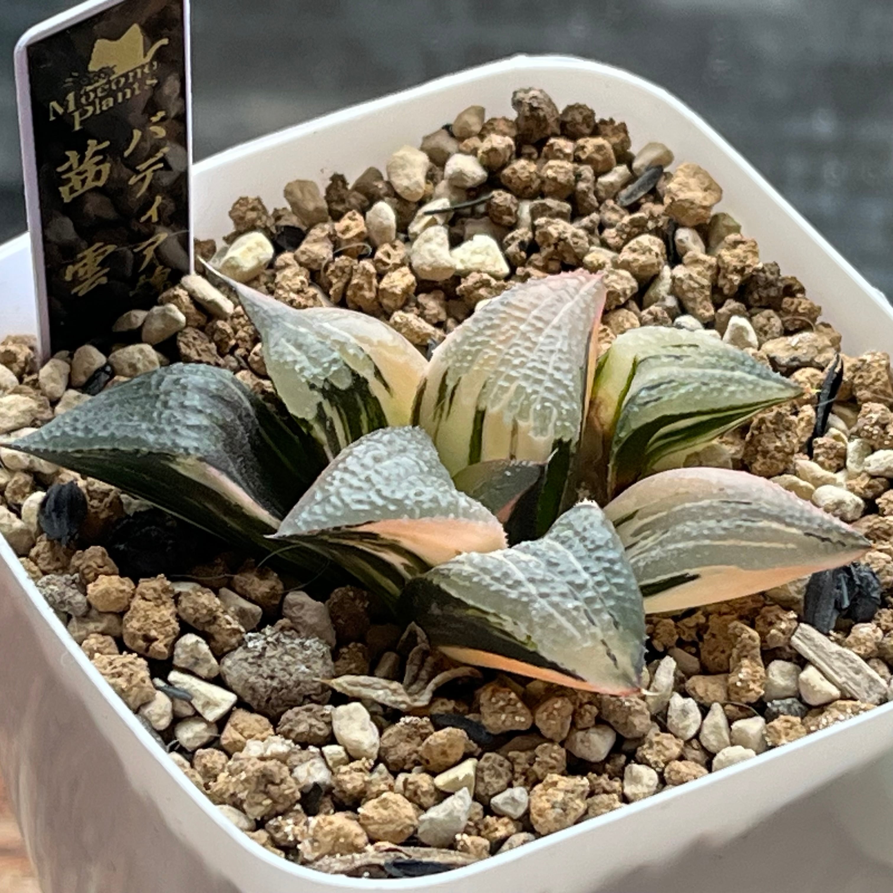 ハオルチア アトロフスカミュータント錦 | mocono_plants