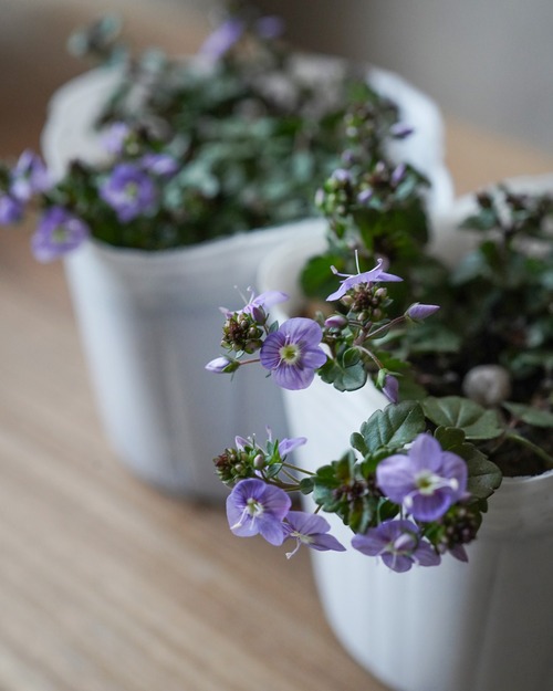 ベロニカ　ウォーターペリーブルー　３号