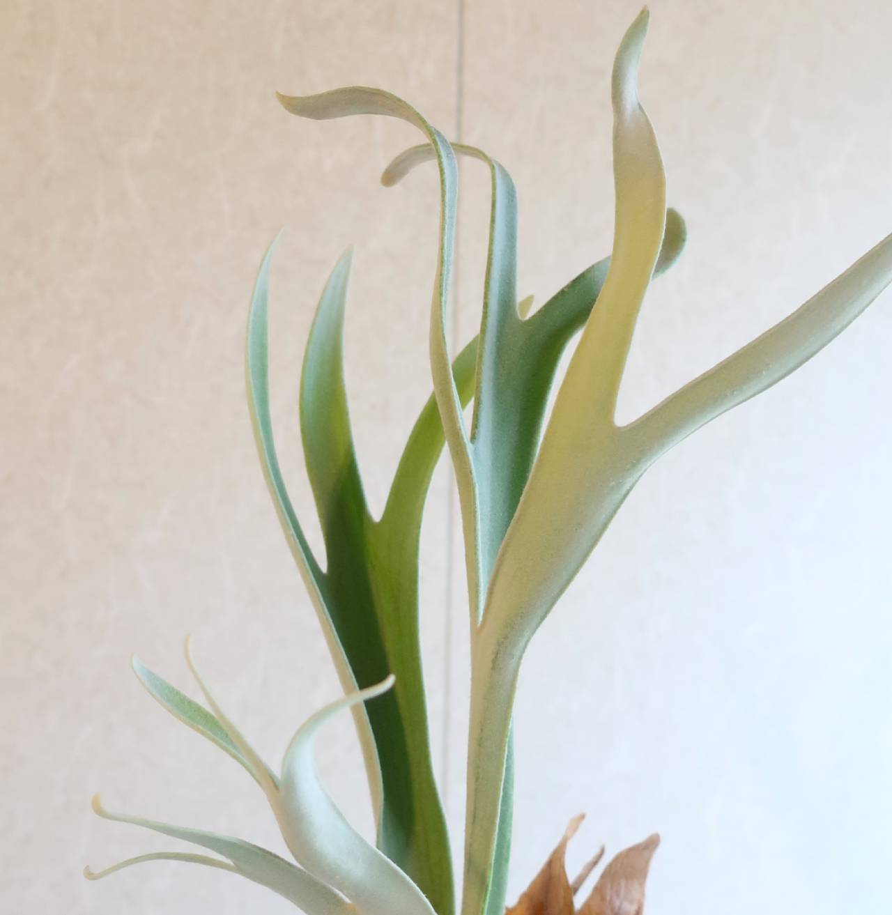 現品【ビカクシダ】P.Veitchii ヴィーチー 板付け【コウモリラン
