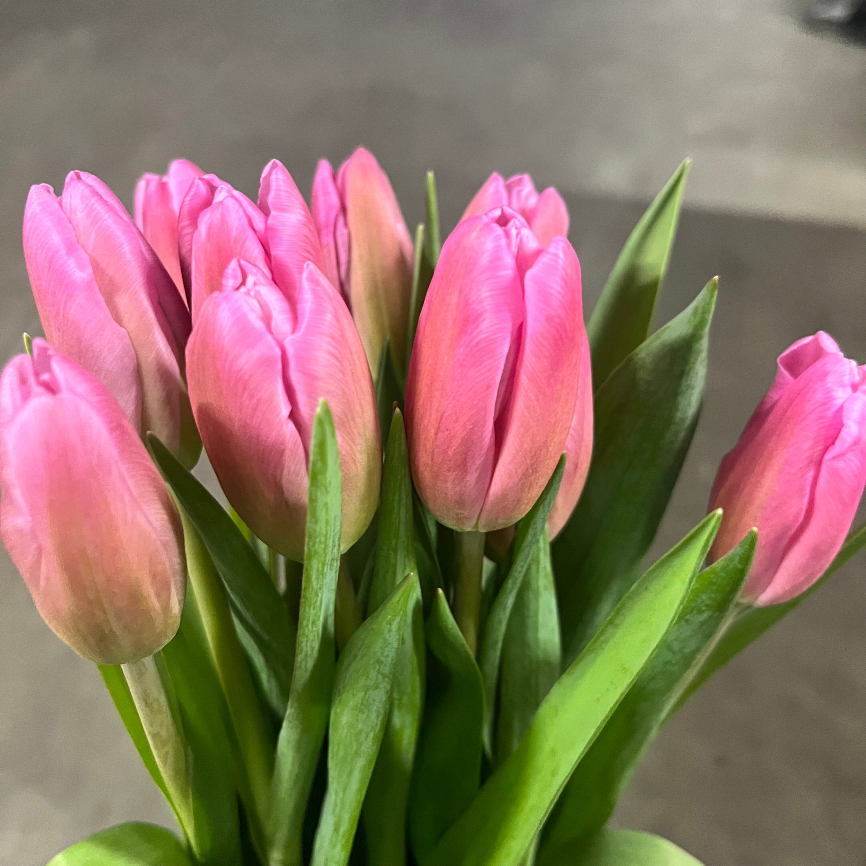 ブラックフライデー】初物チューリップ ピンク（一重咲き） 10本